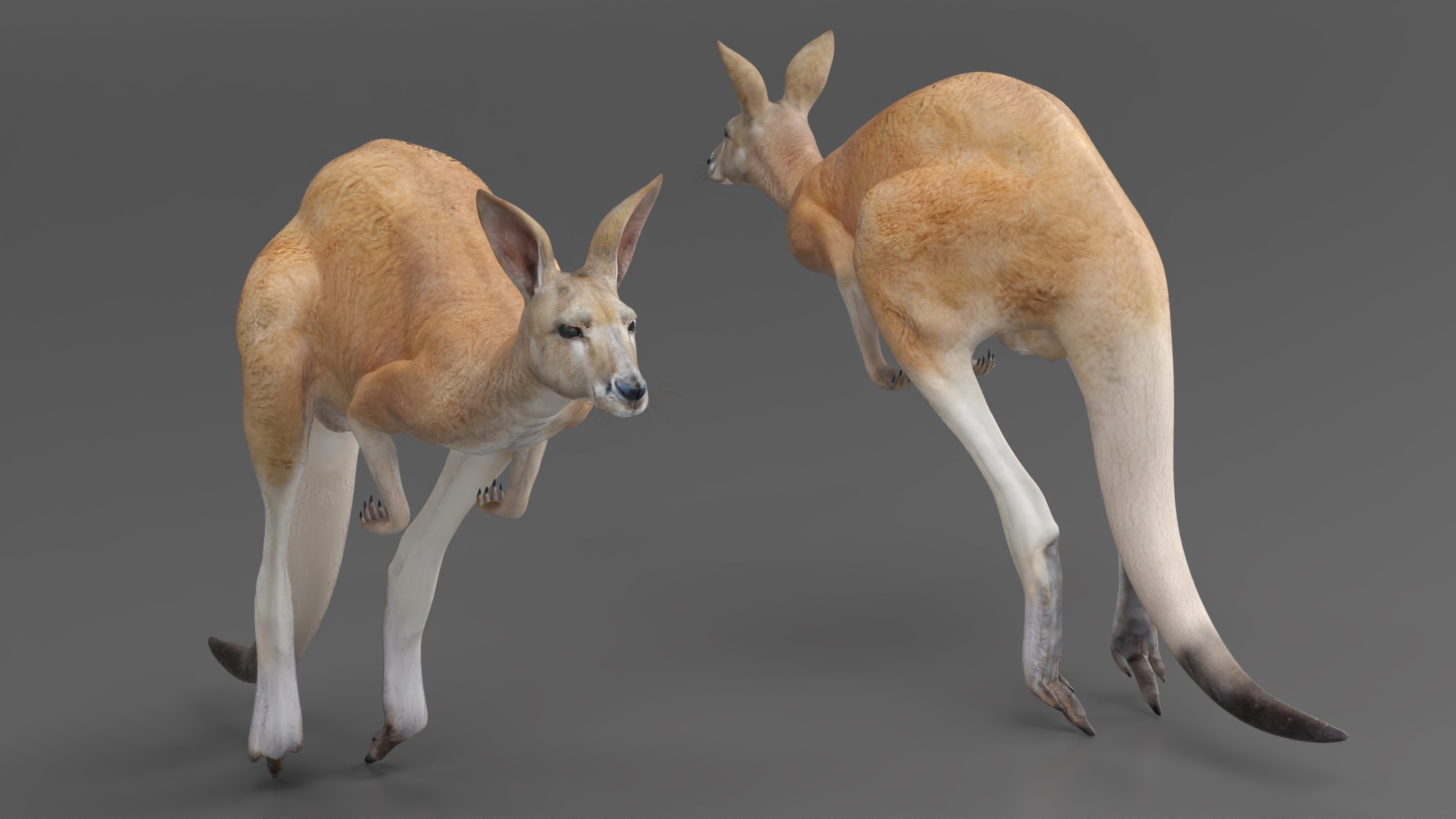 3D Kangaroo in Motion model