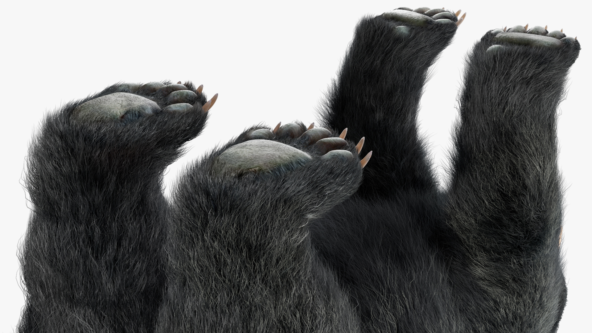 3D Black Bear Fur Rigged