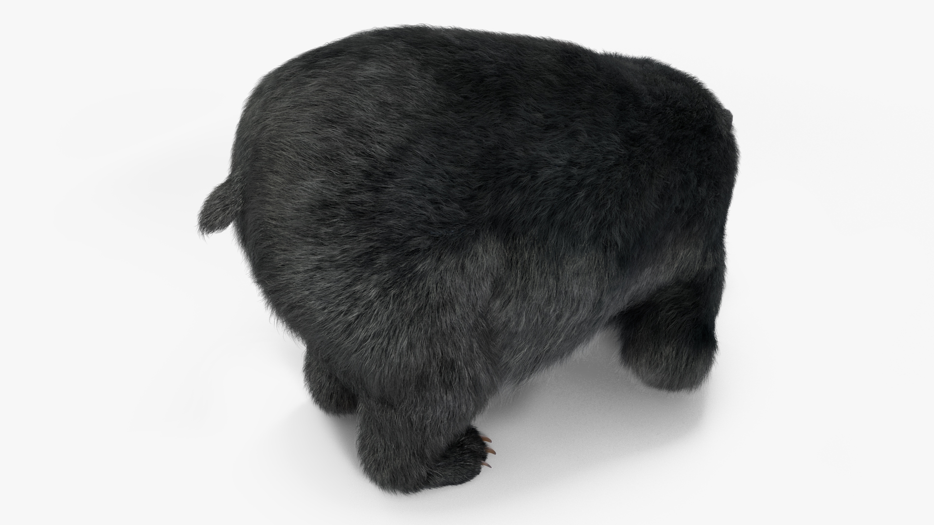 3D Black Bear Fur Rigged