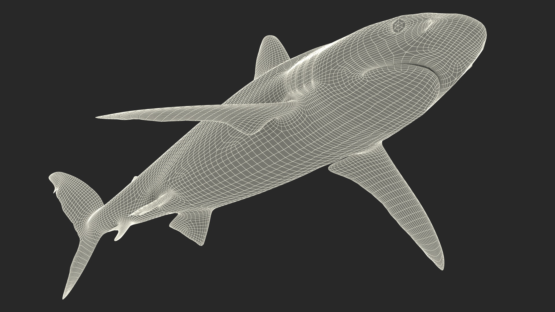 3D Realistic Silky Shark Rigged model