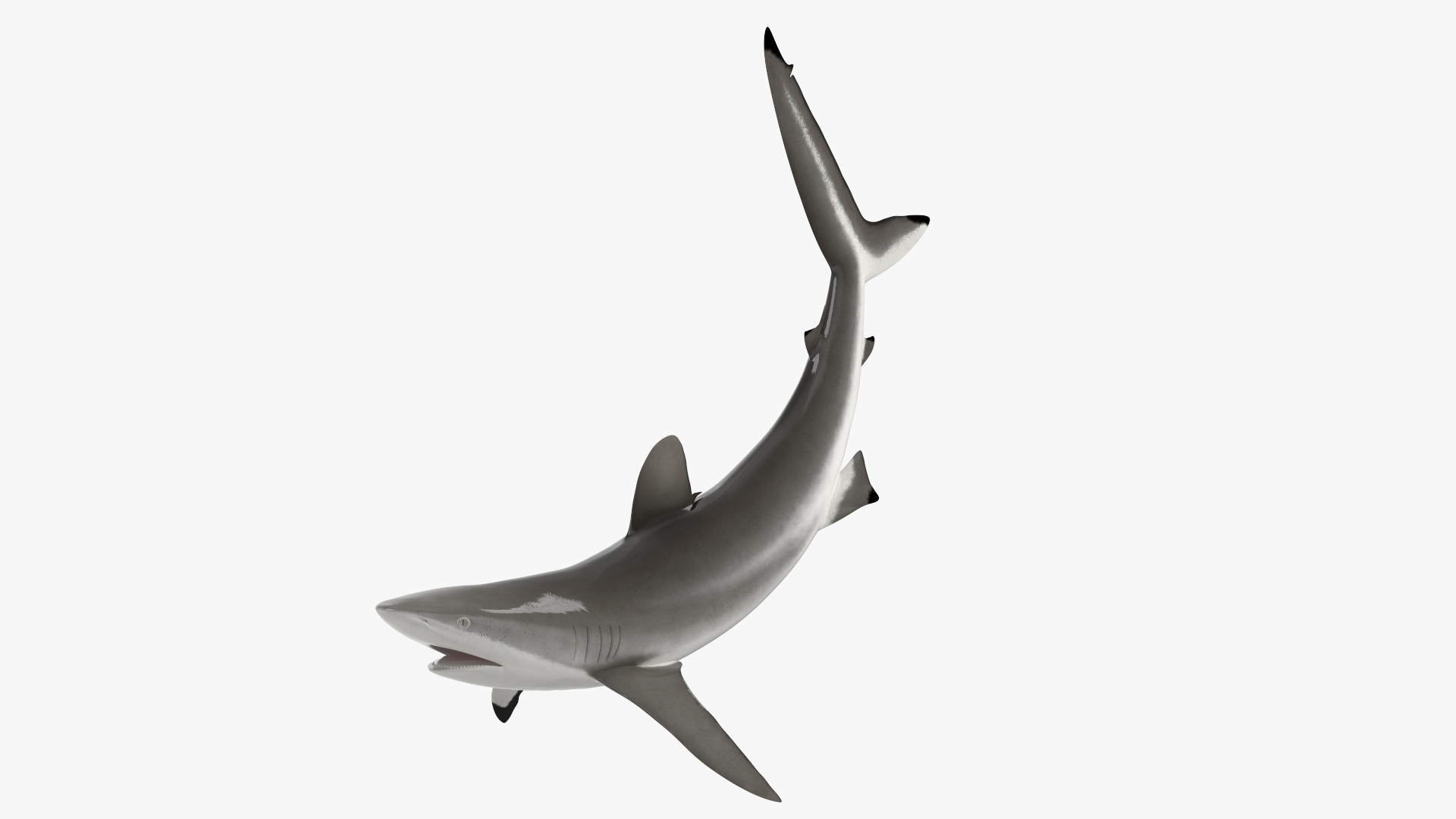 3D Realistic Silky Shark Rigged model