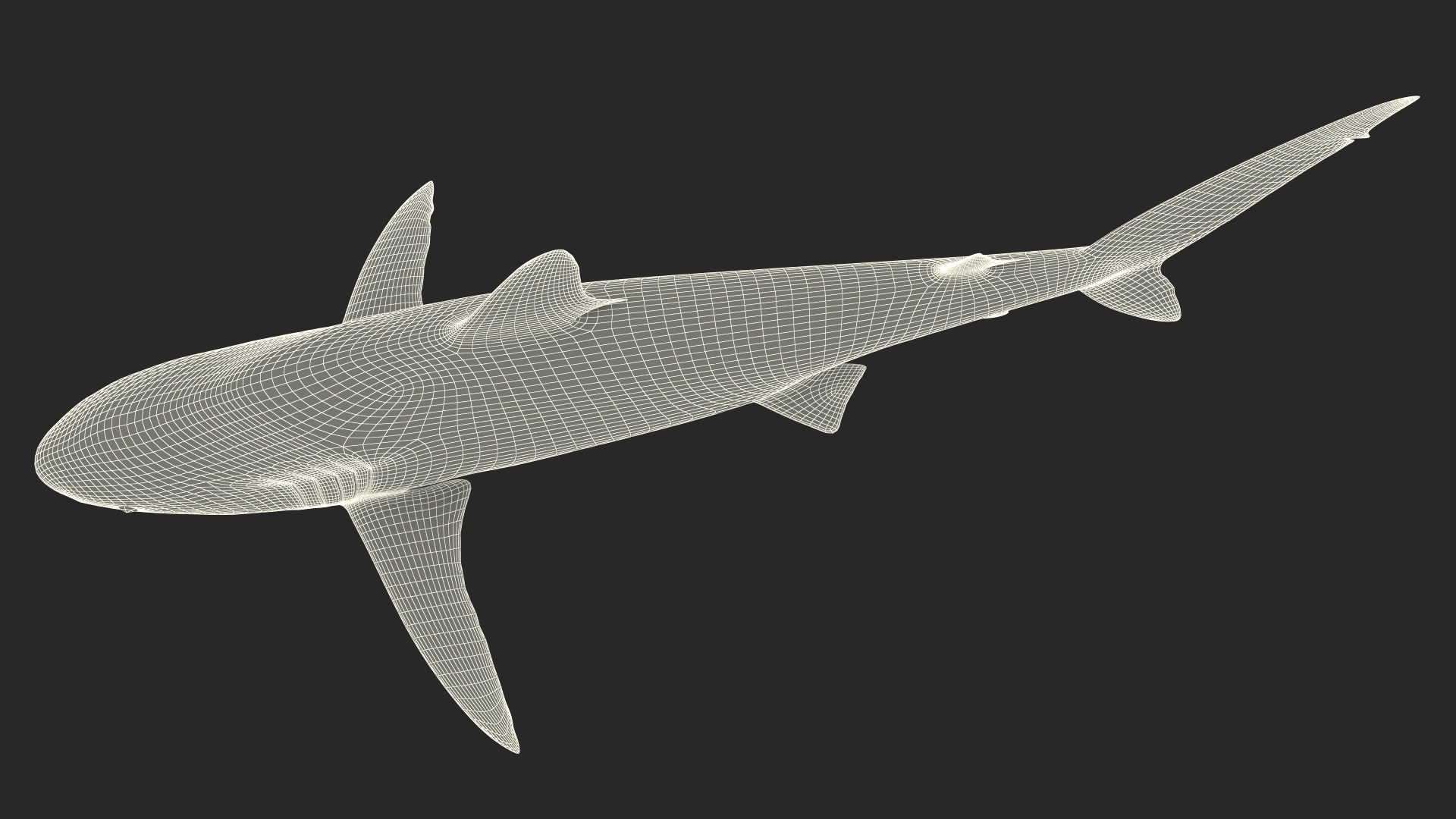 3D Realistic Silky Shark Rigged model