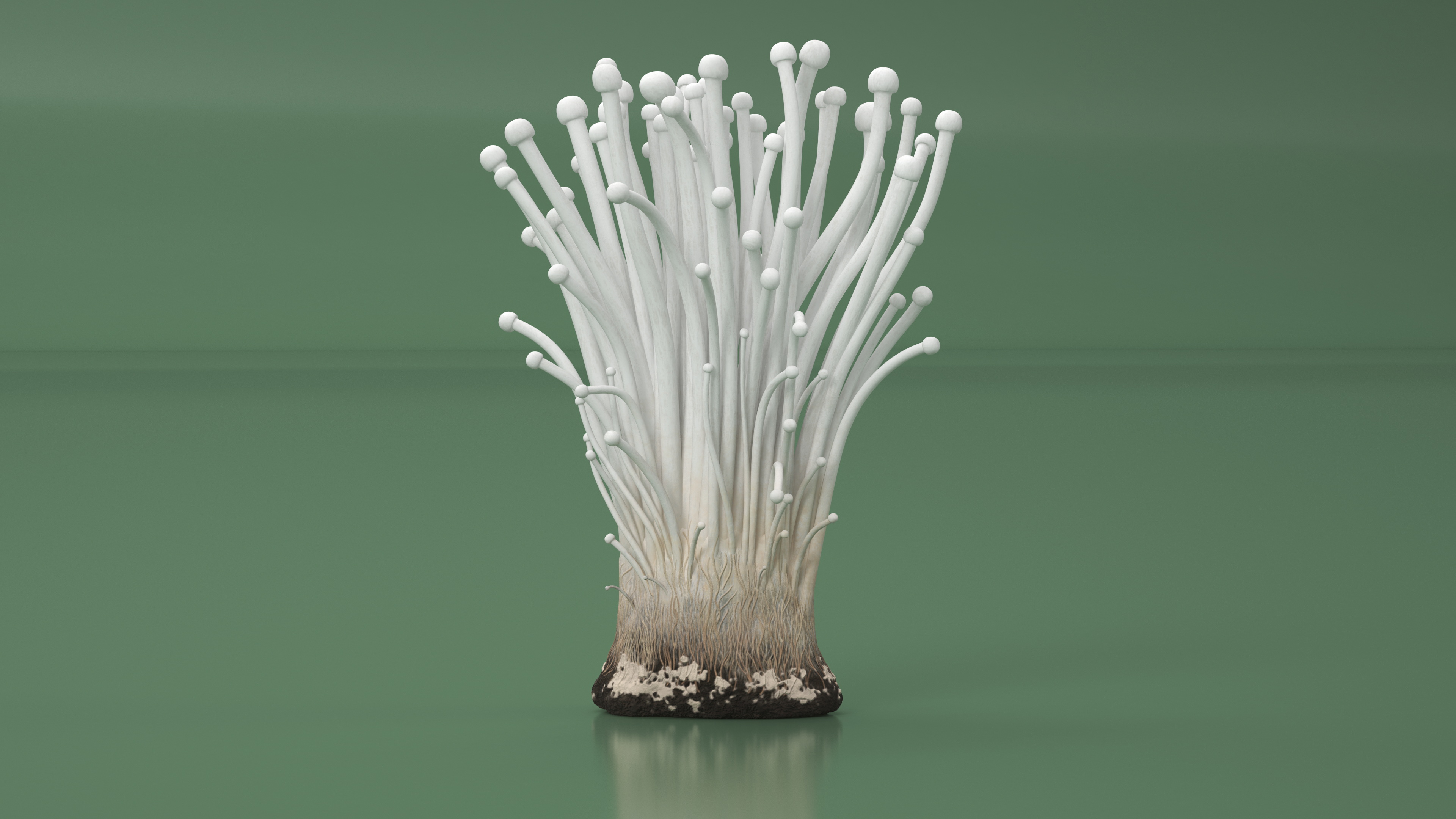 Enokitake 3D model