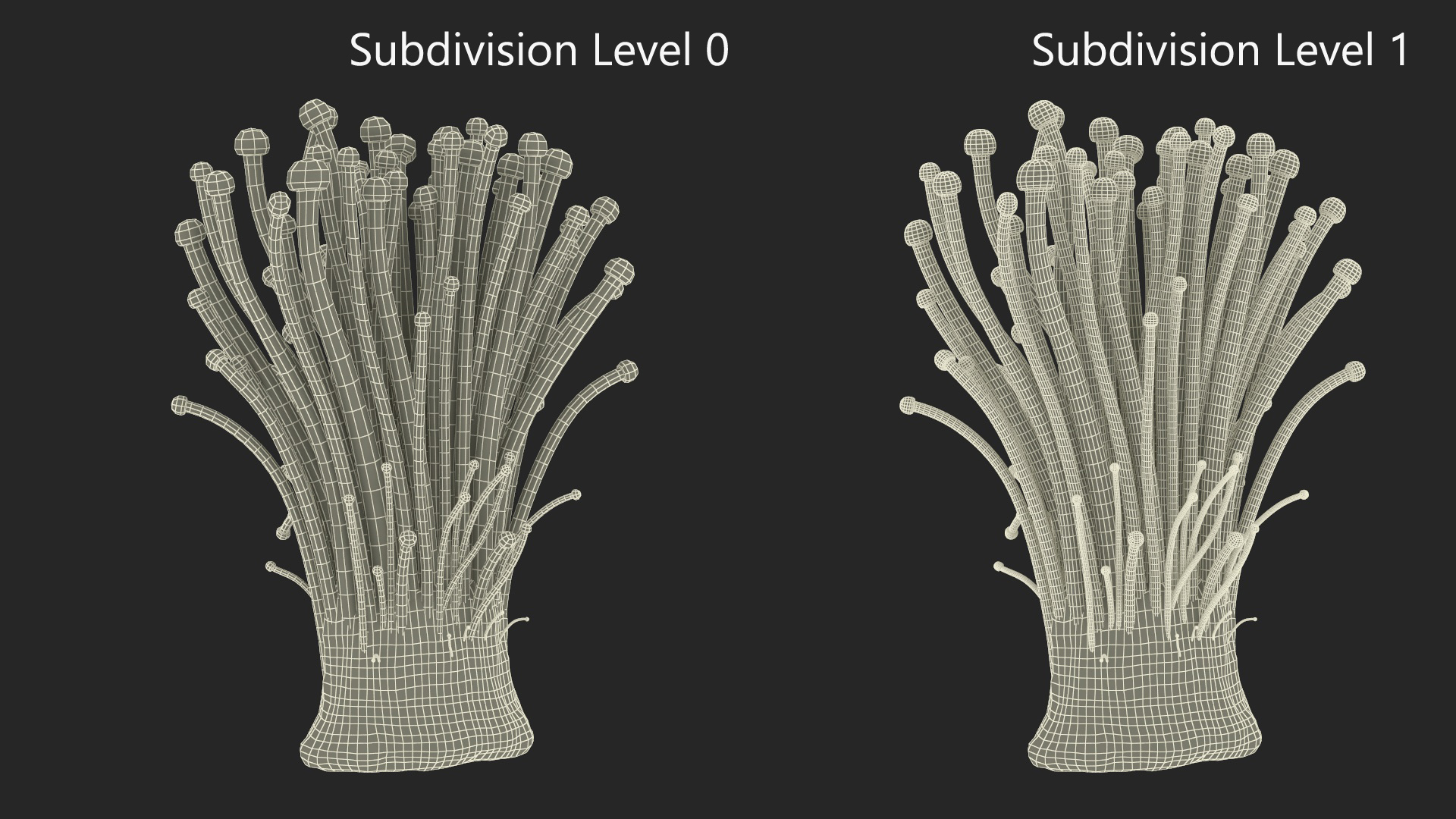 Enokitake 3D model