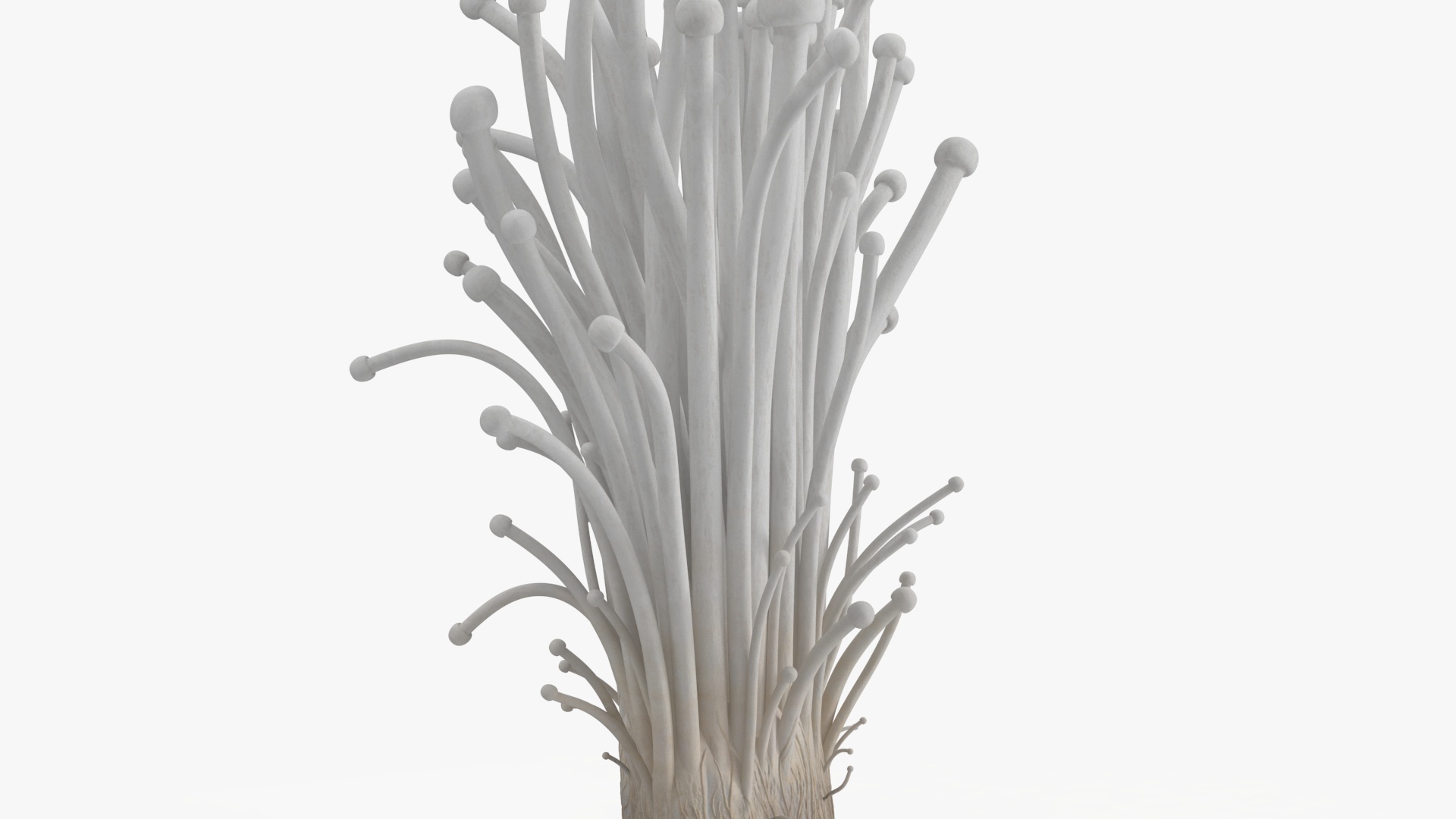 Enokitake 3D model