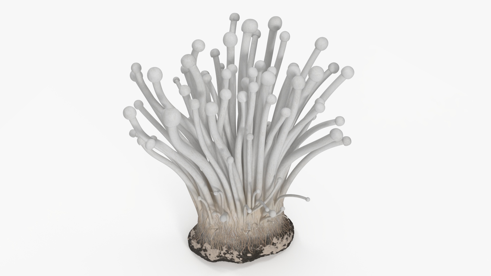 Enokitake 3D model