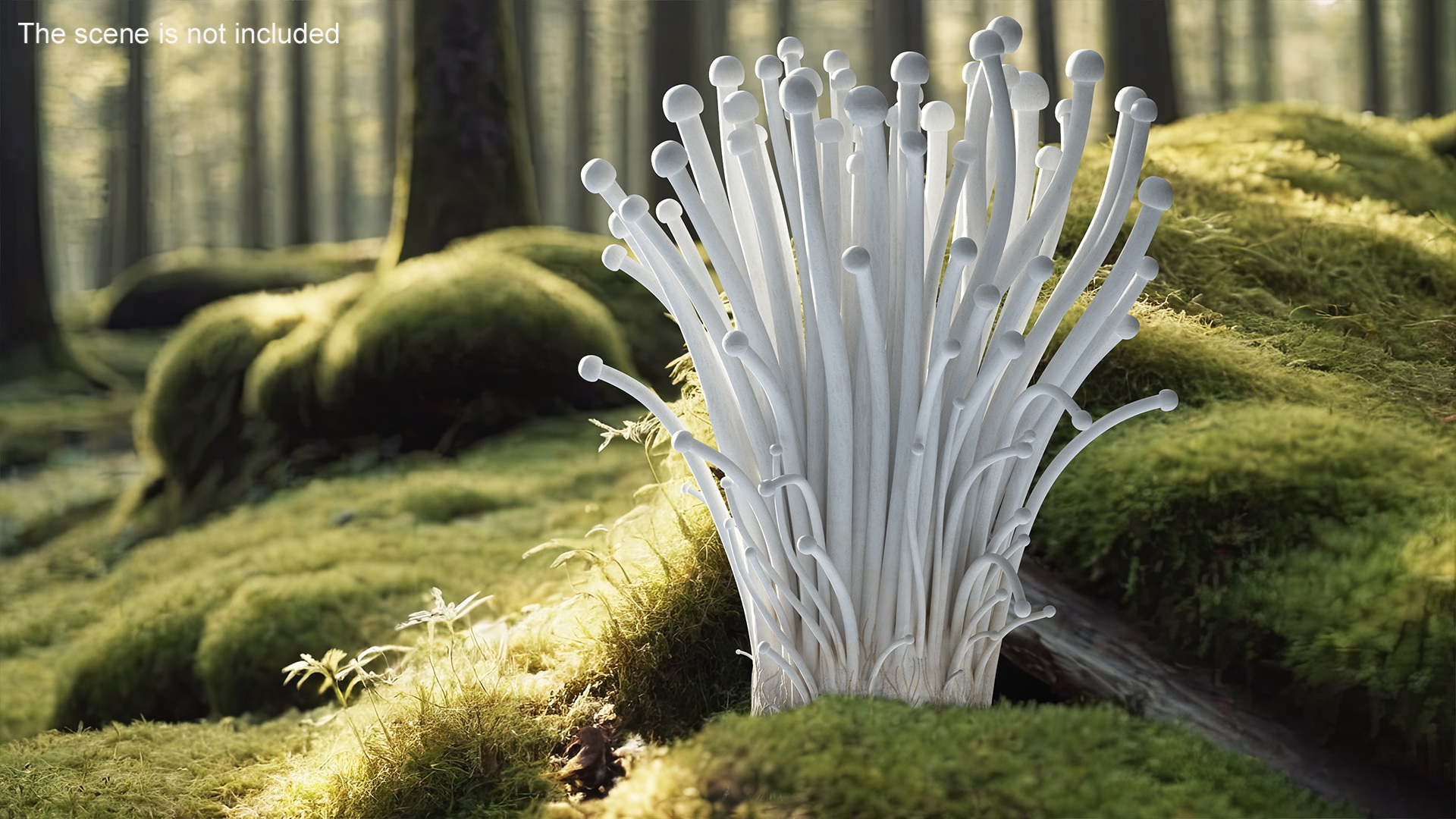 Enokitake 3D model