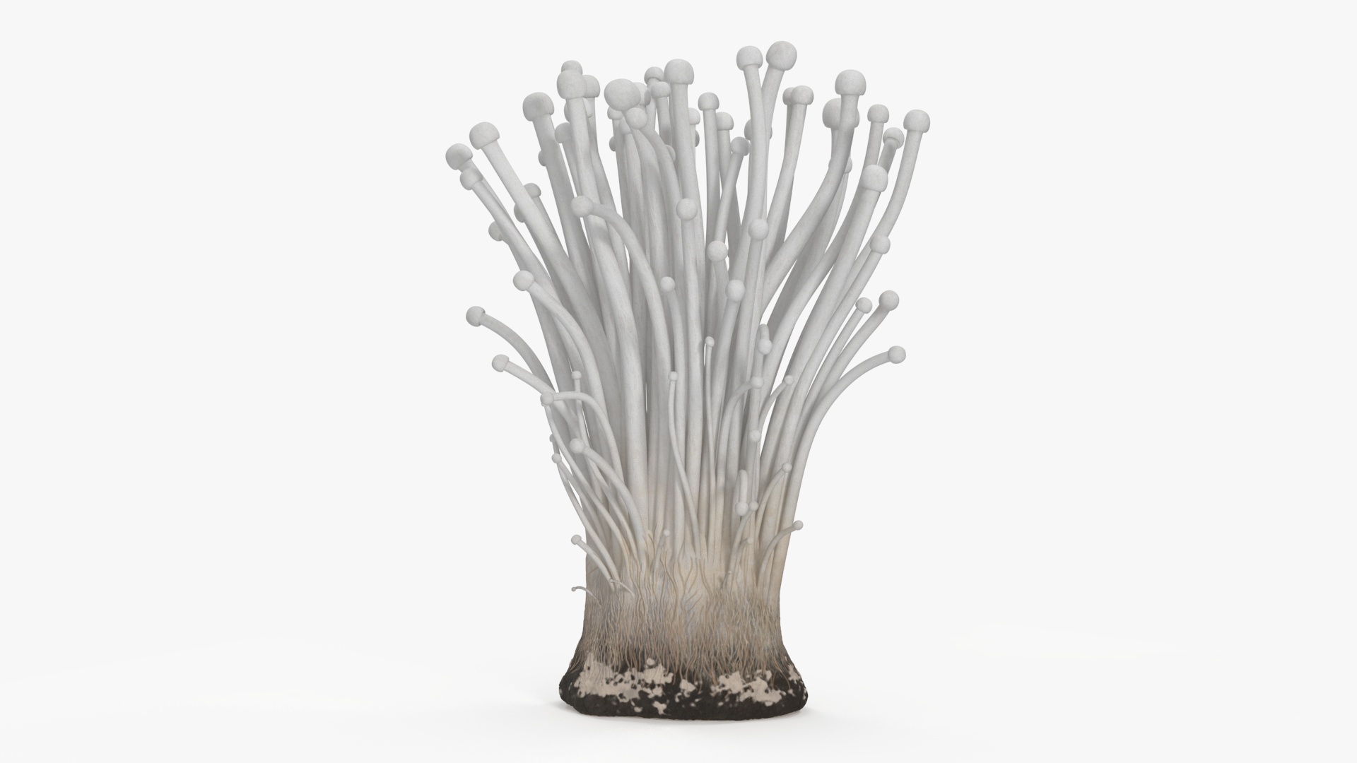 Enokitake 3D model