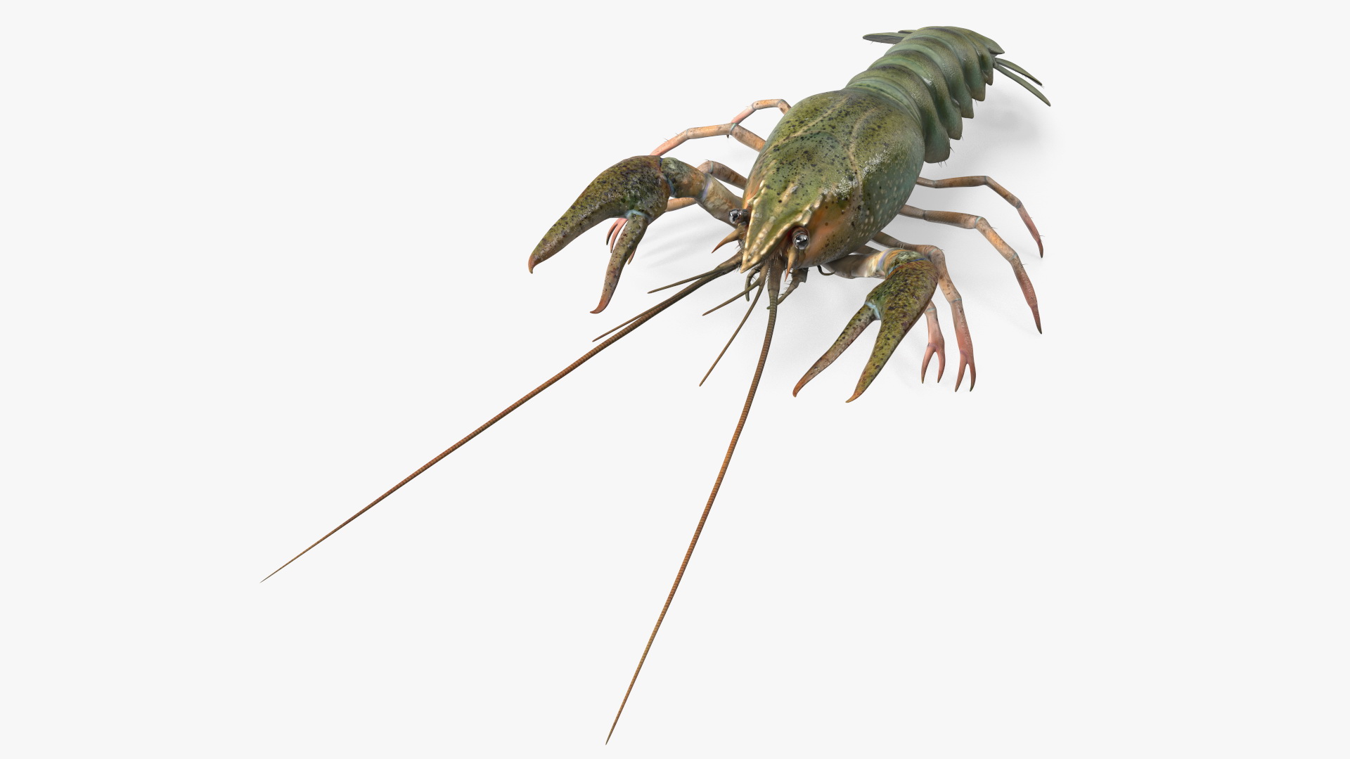 Paranephrops Rigged 3D model