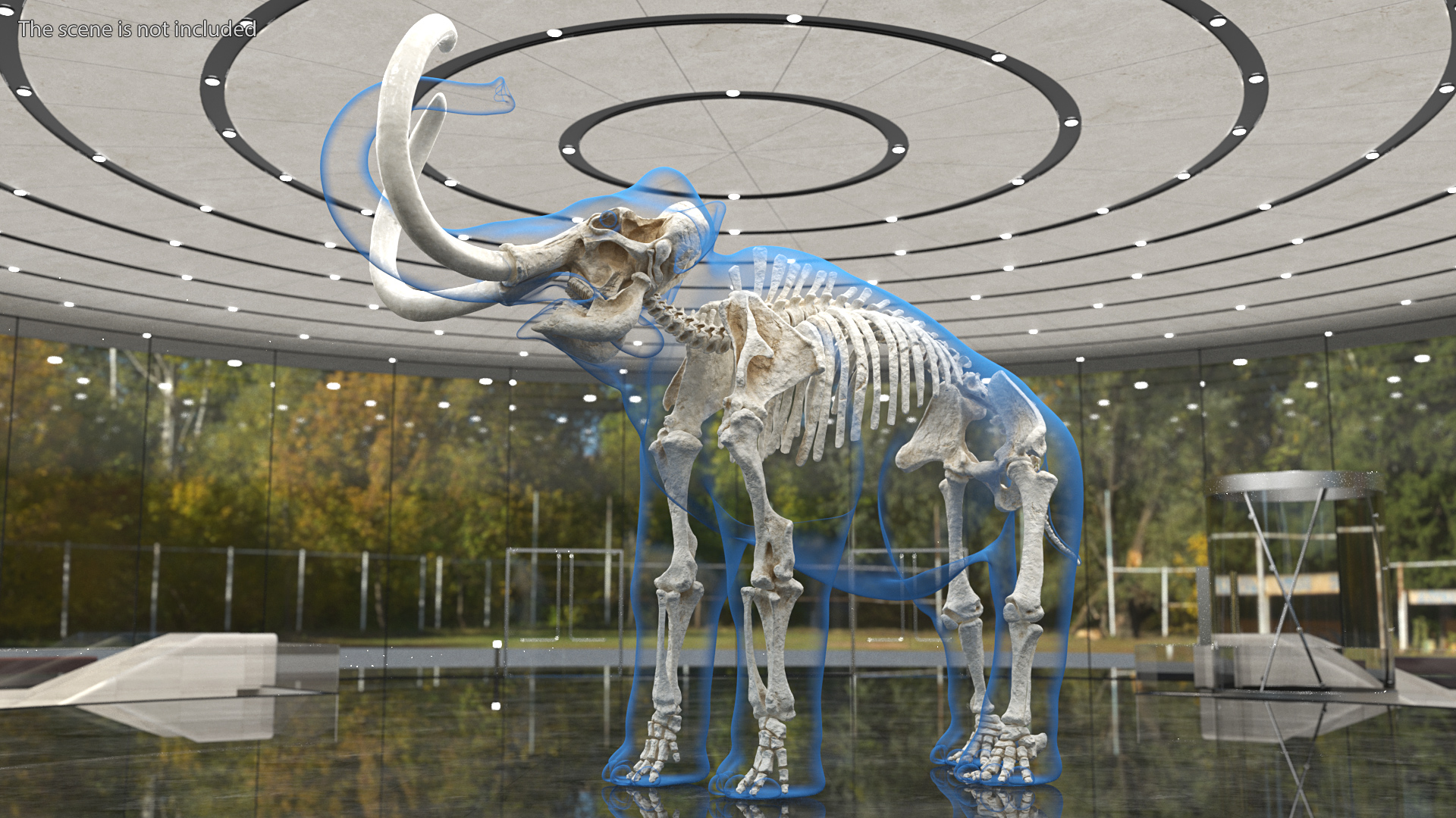 Adult Mammoth Clean Skeleton Shell Roar 3D model