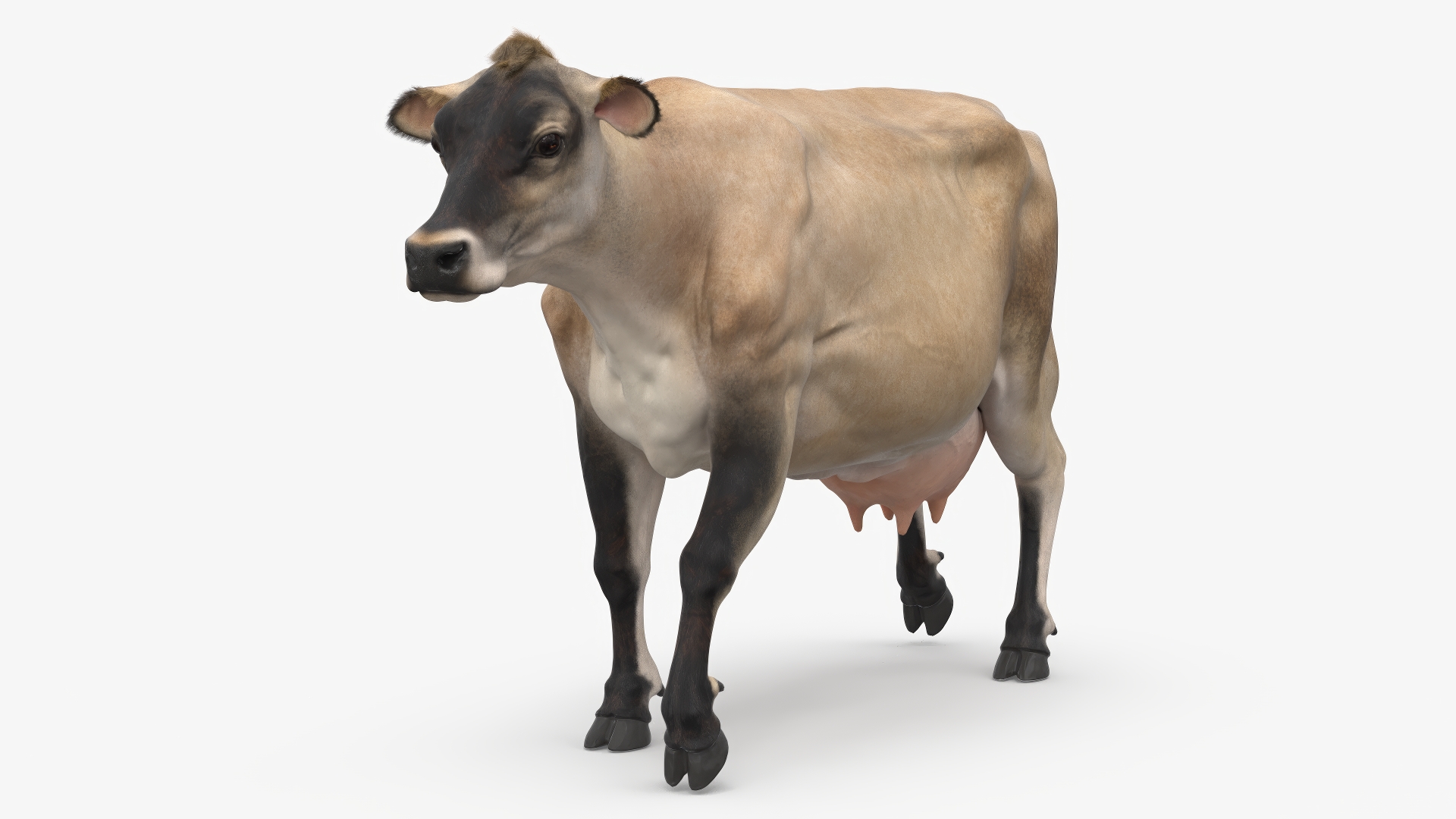 3D Mini Cow Goes Beige Fur model