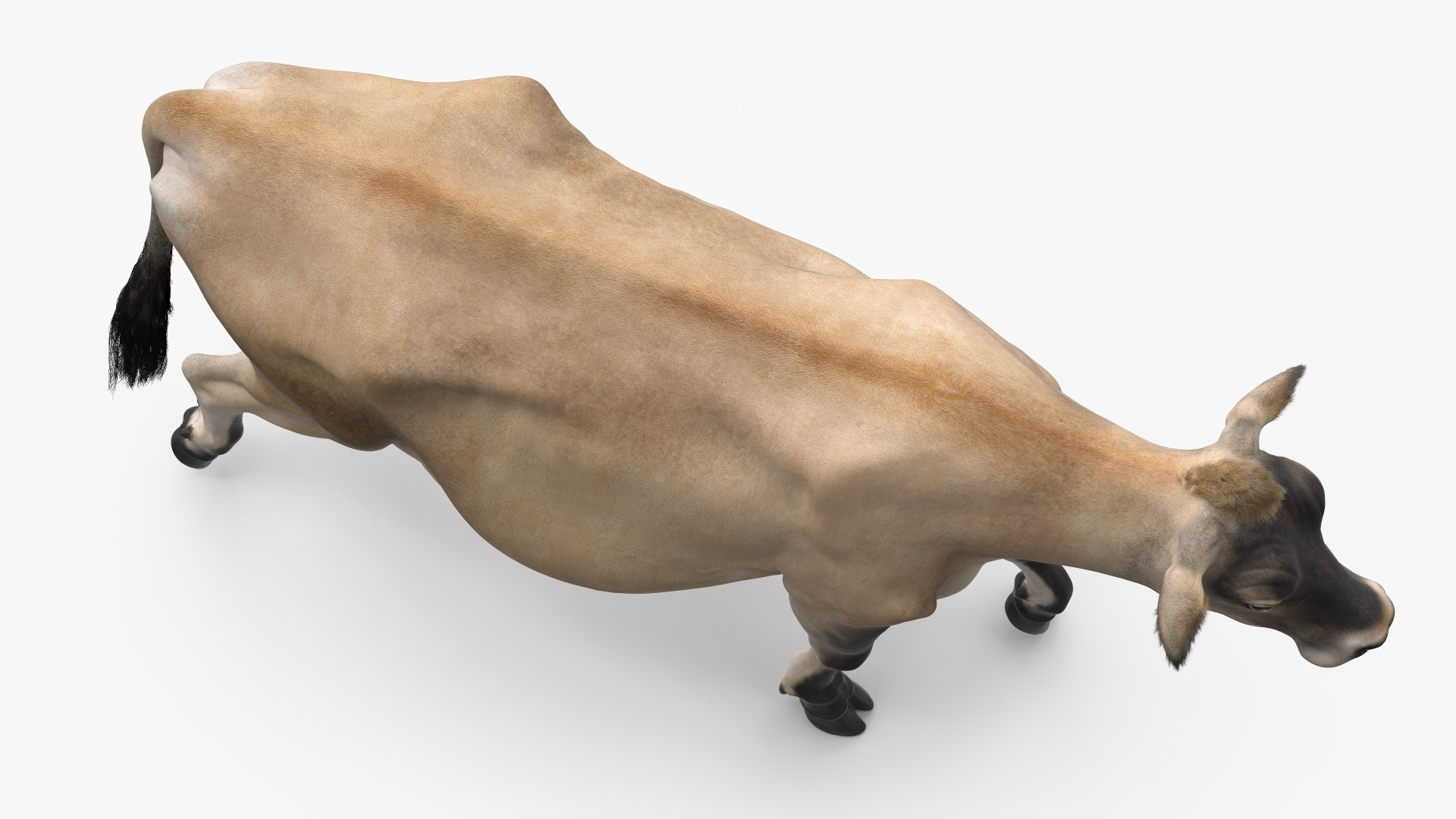 3D Mini Cow Goes Beige Fur model