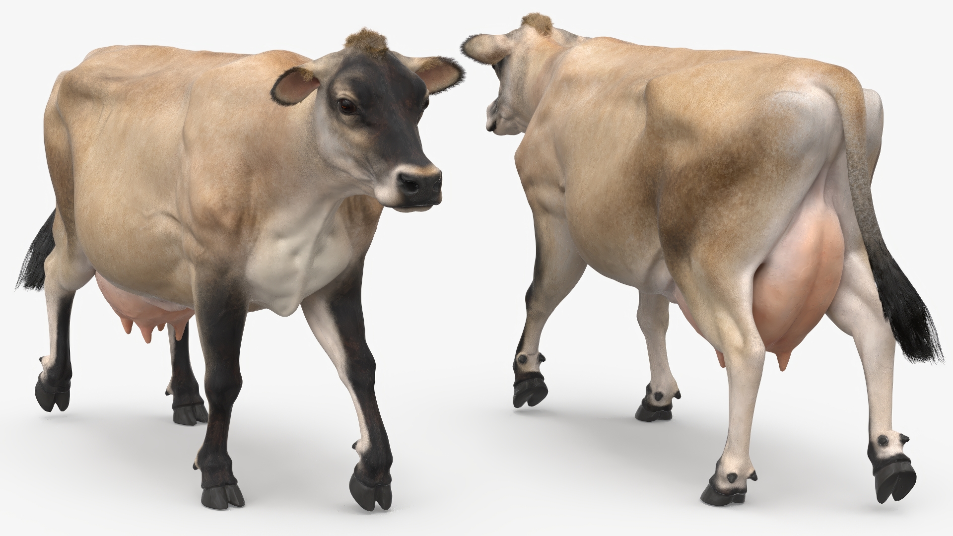 3D Mini Cow Goes Beige Fur model