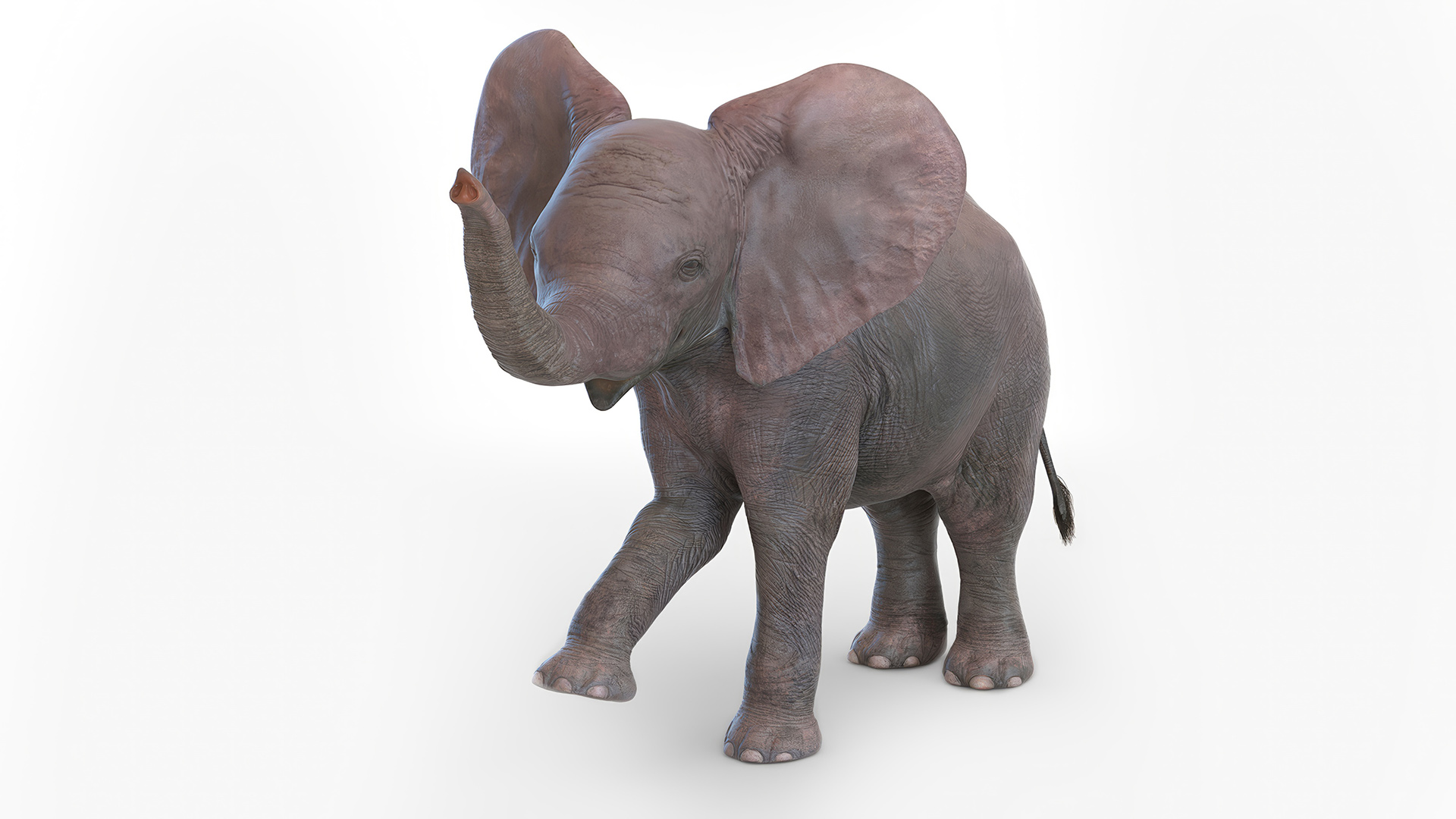 Baby Elephant Rigged for Cinema 4D 3D model