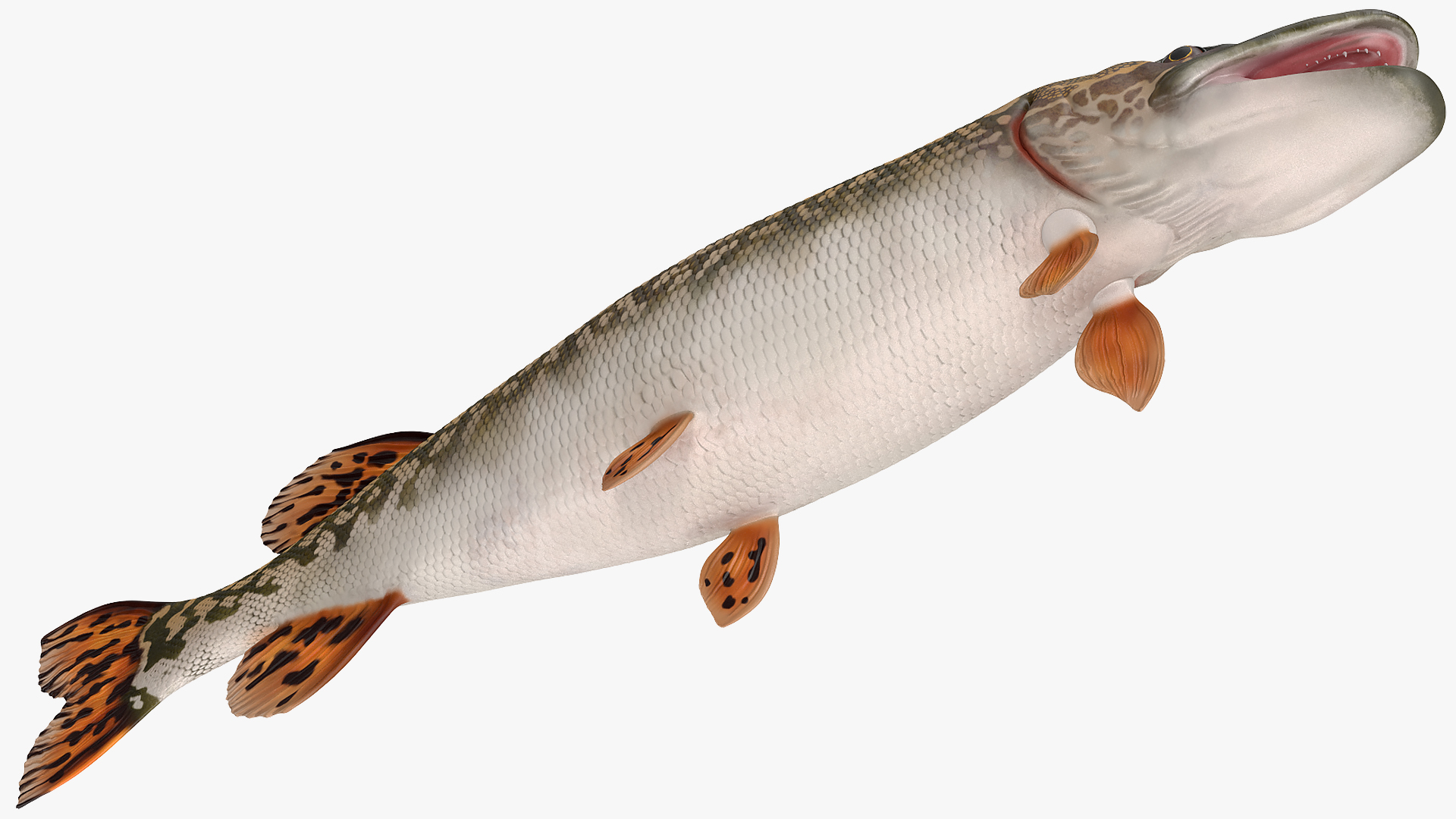 3D Northern Pike model