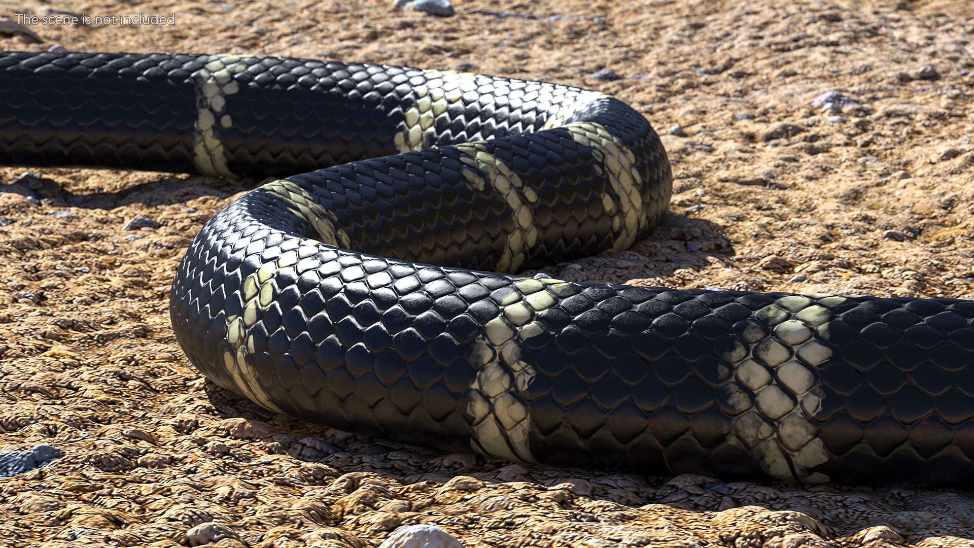 Eastern Kingsnake Rigged 3D model