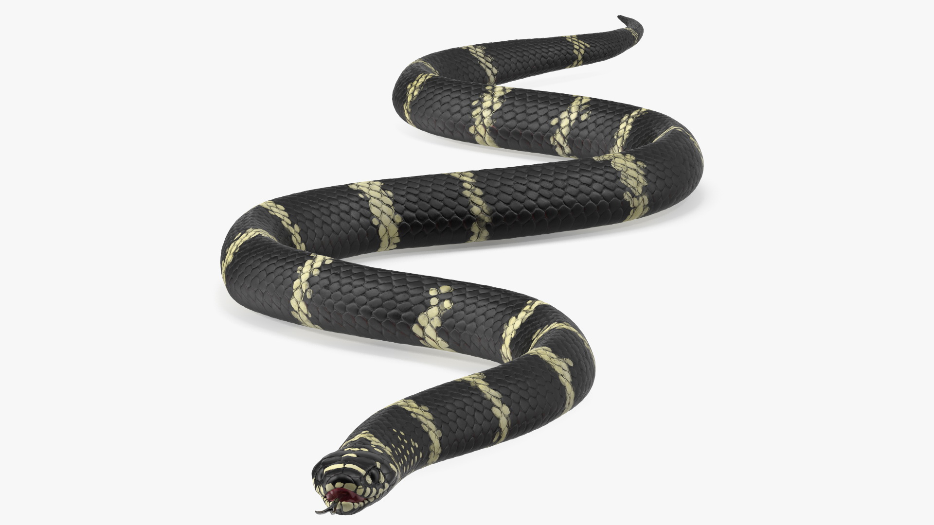 Eastern Kingsnake Rigged 3D model