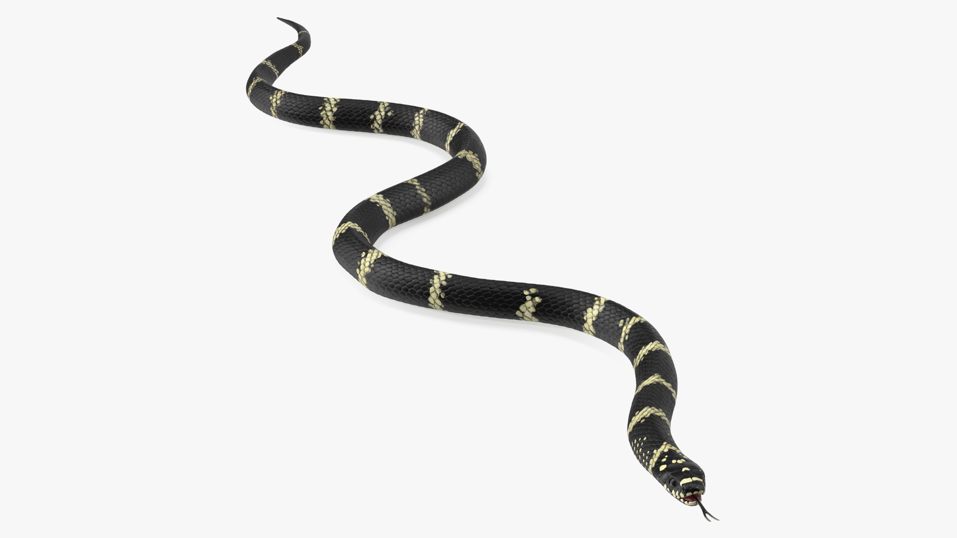 Eastern Kingsnake Rigged 3D model