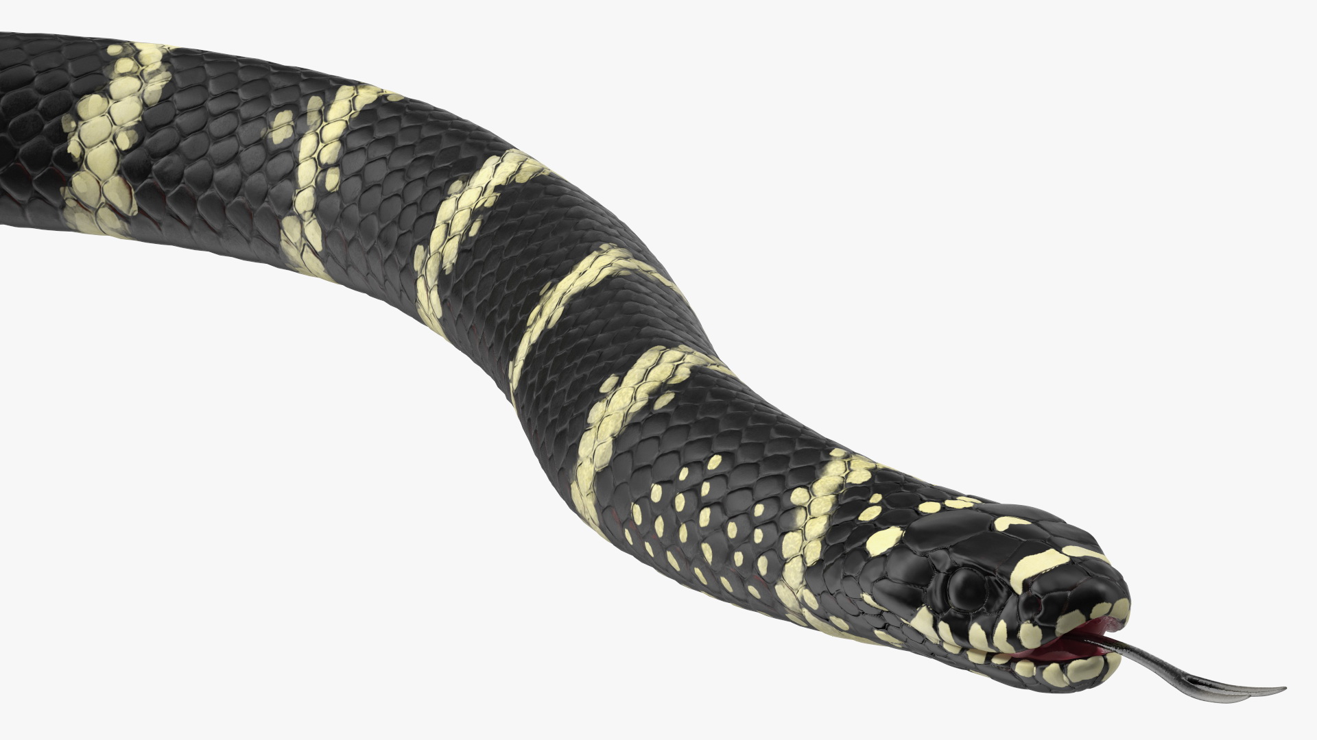 Eastern Kingsnake Rigged 3D model