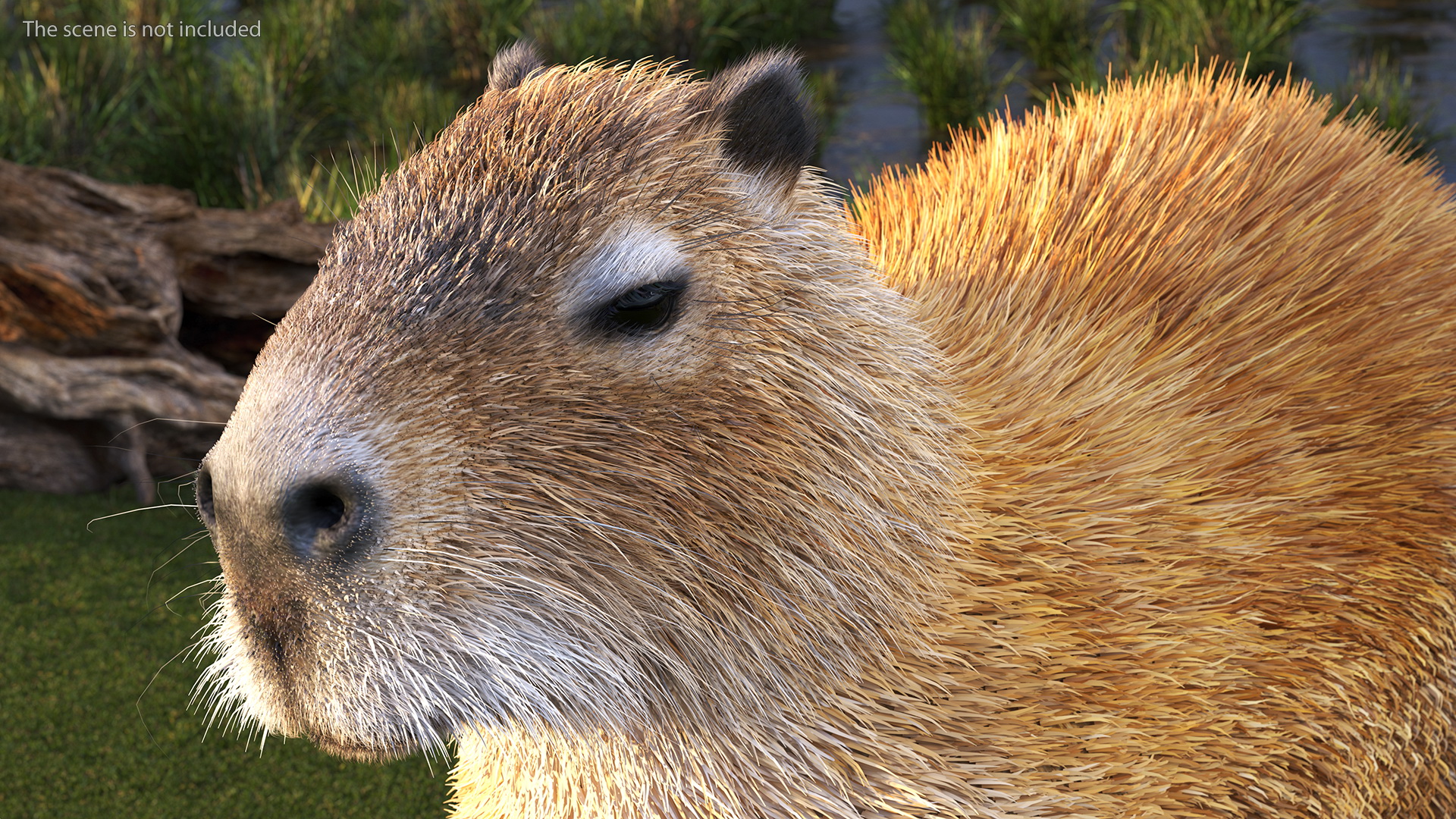 Capybara Fur 3D