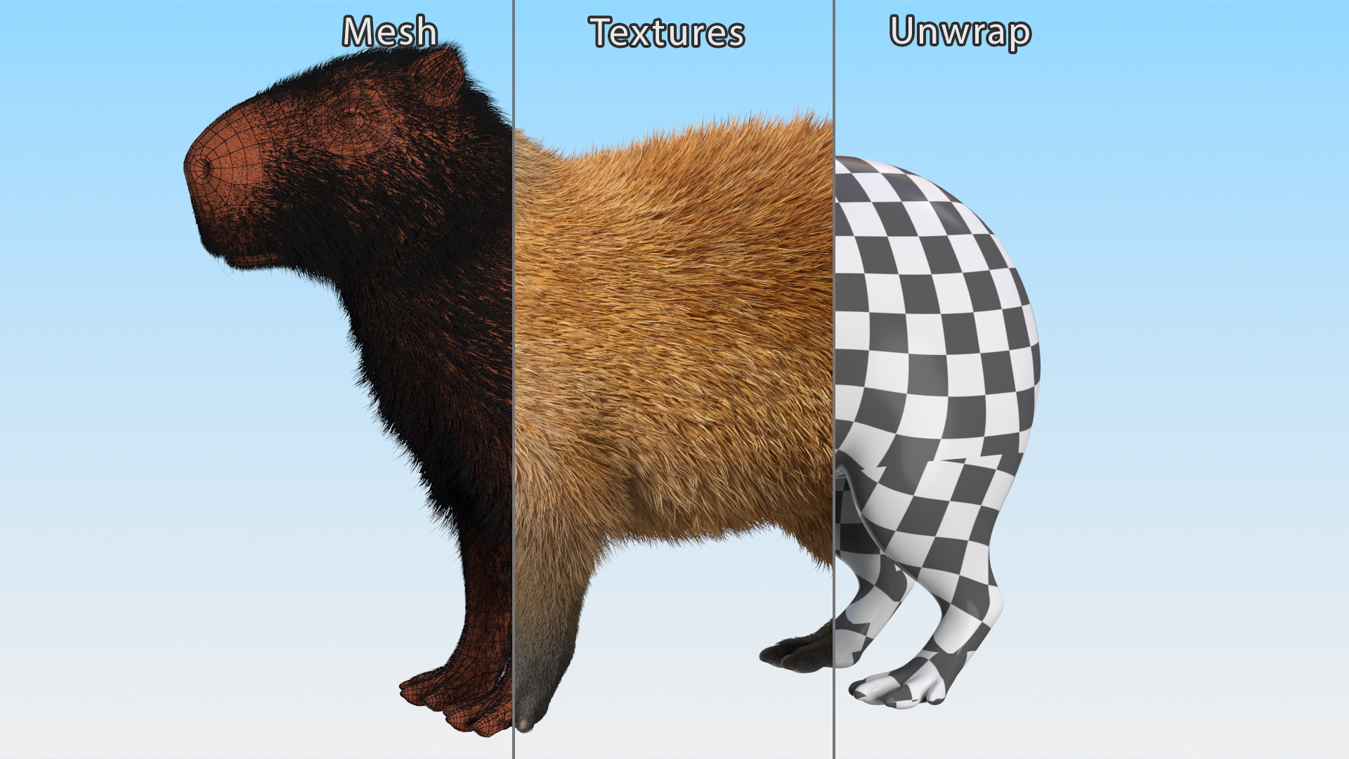 Capybara Fur 3D