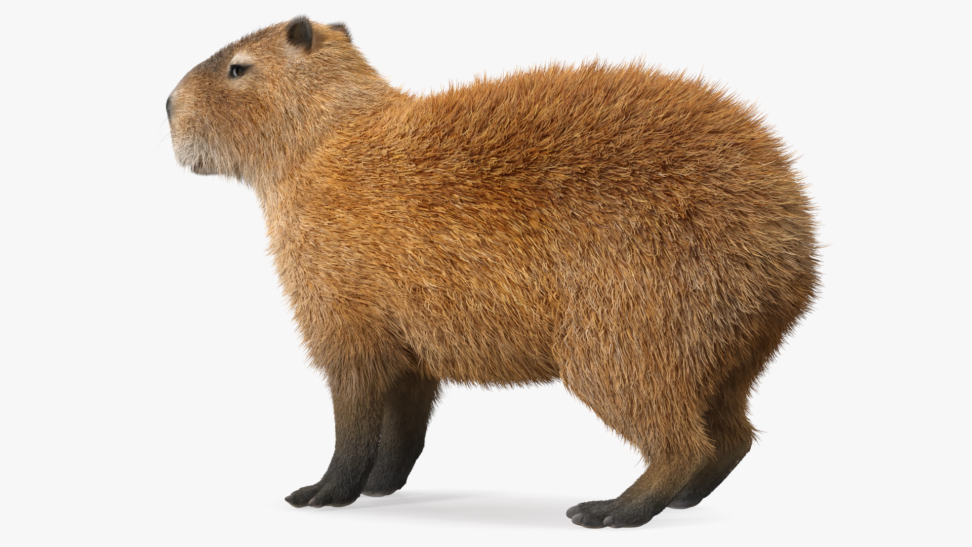 Capybara Fur 3D