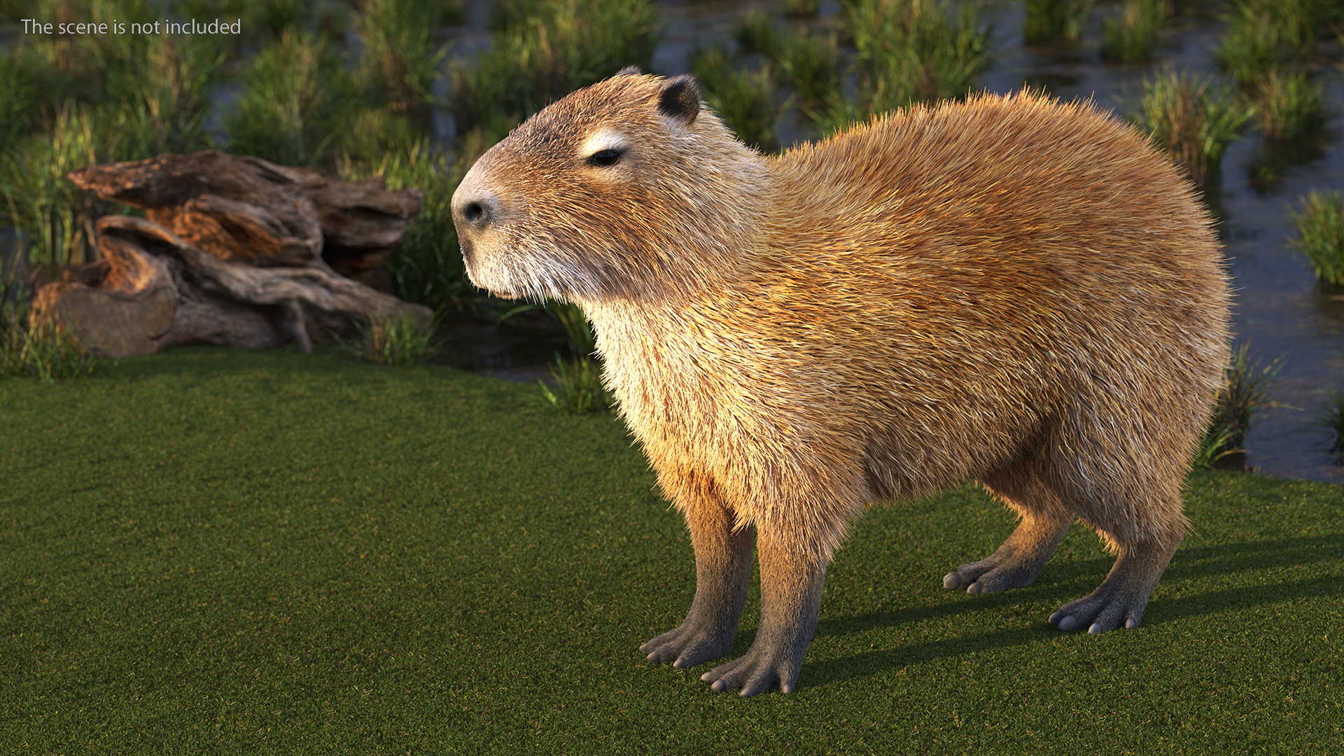 Capybara Fur 3D