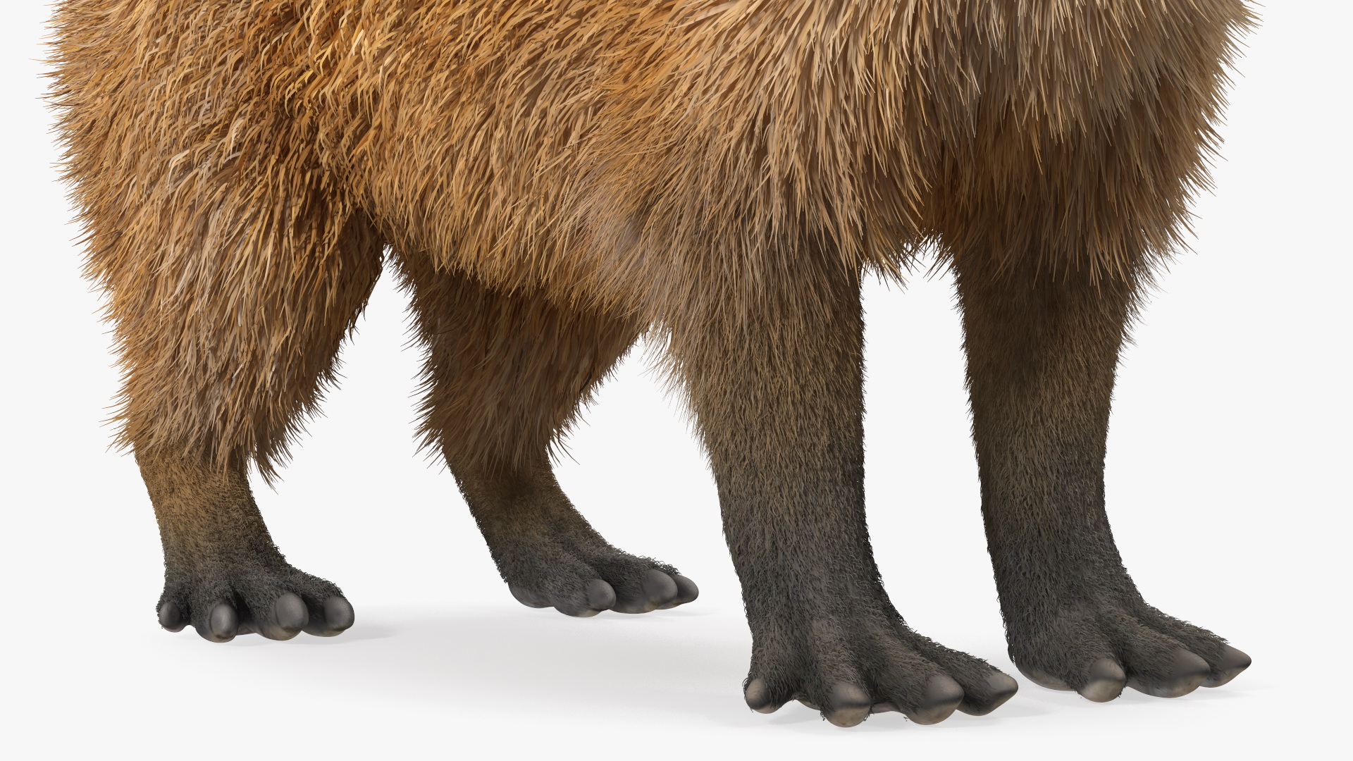 Capybara Fur 3D