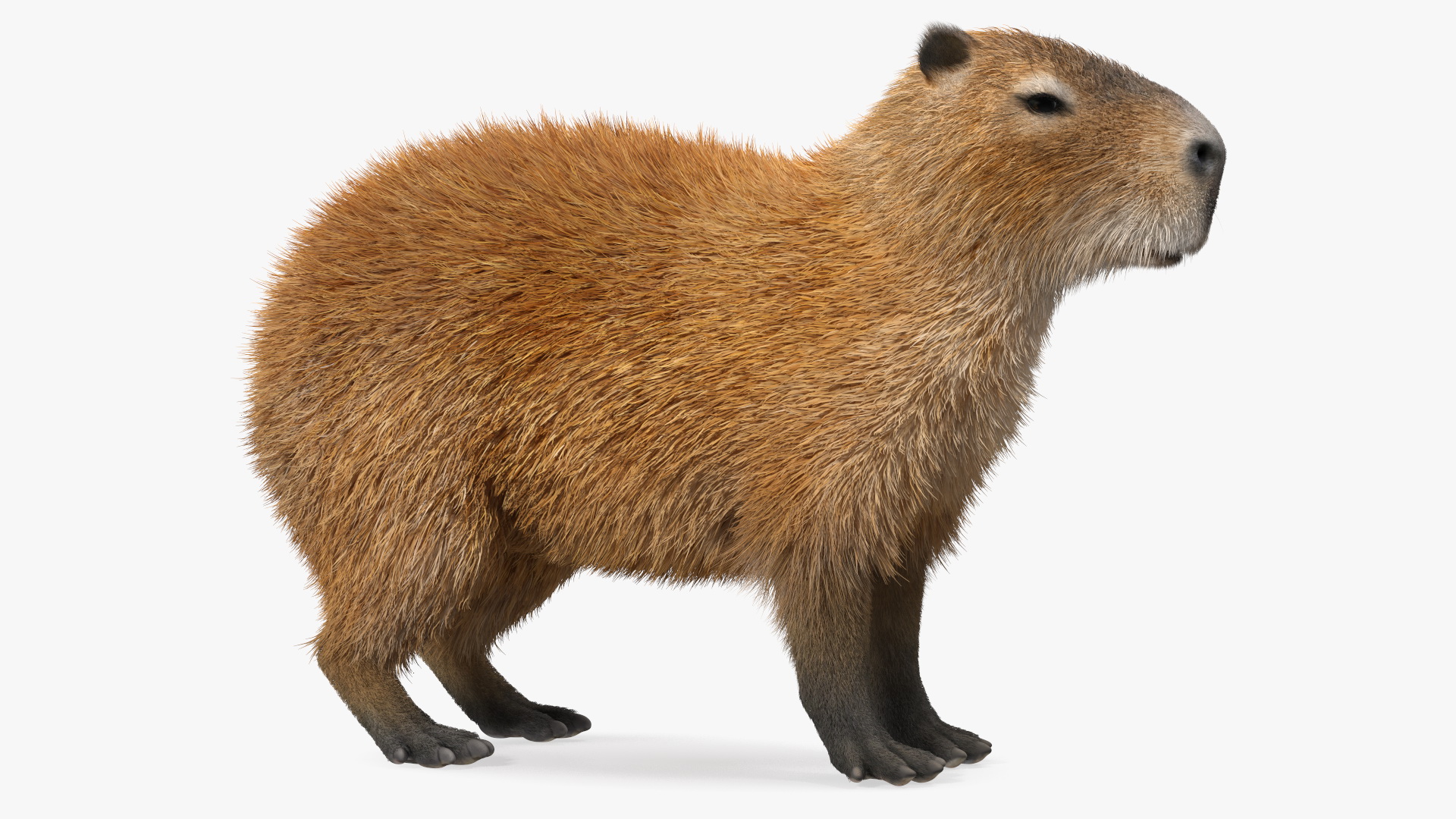 Capybara Fur 3D