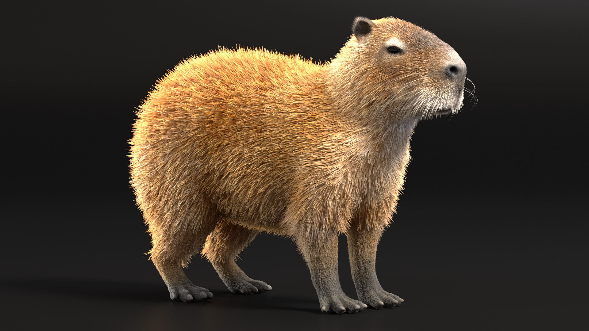 Capybara Fur 3D