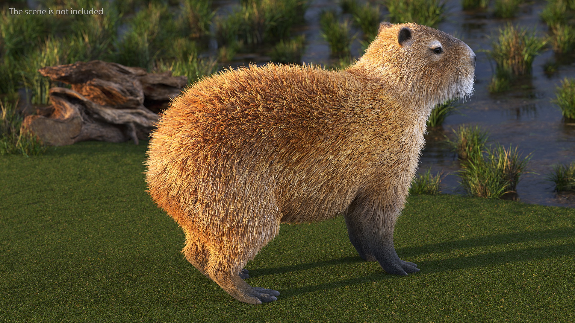 Capybara Fur 3D