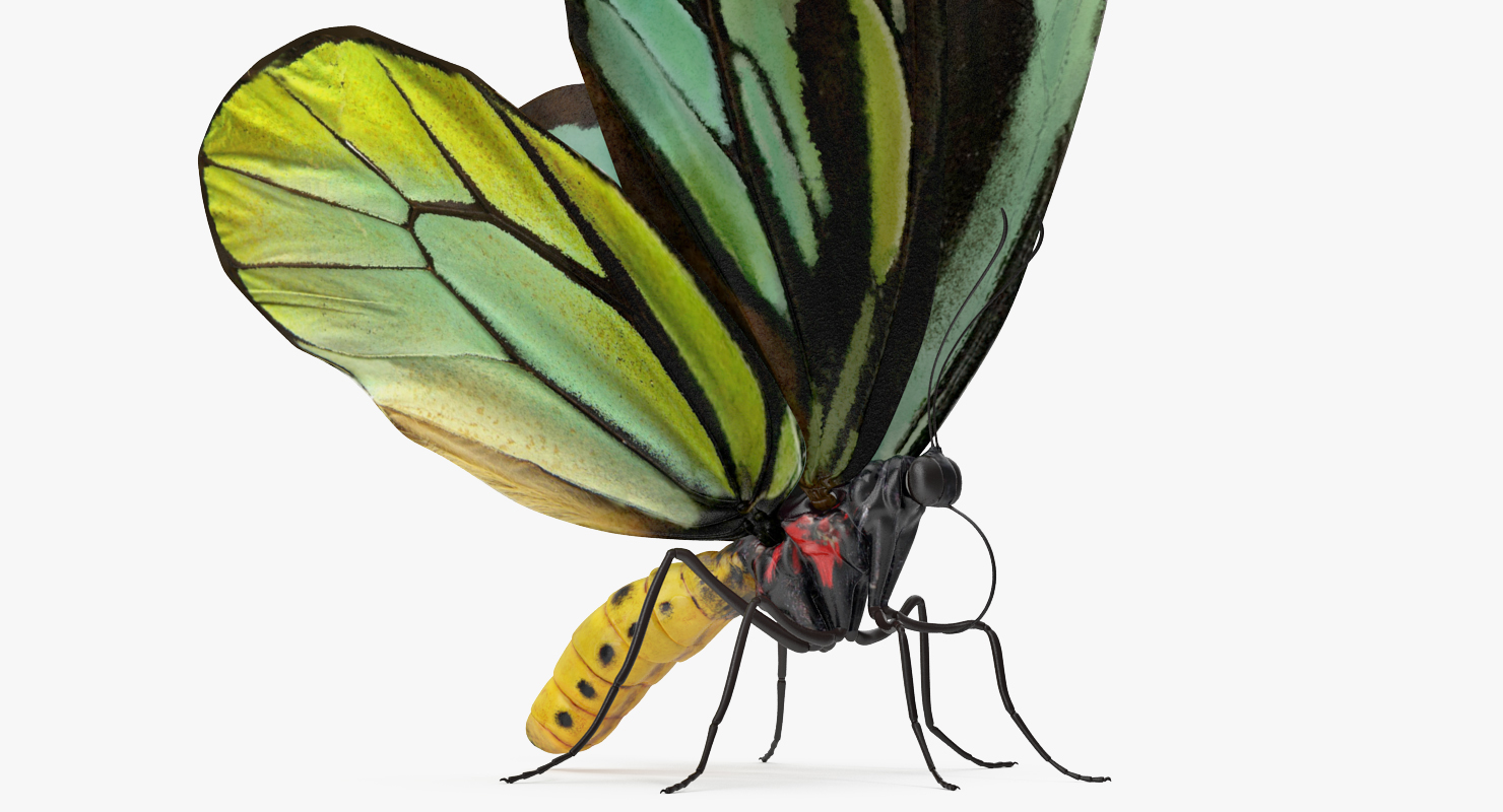 3D Butterfly Ornithoptera Alexandrae model