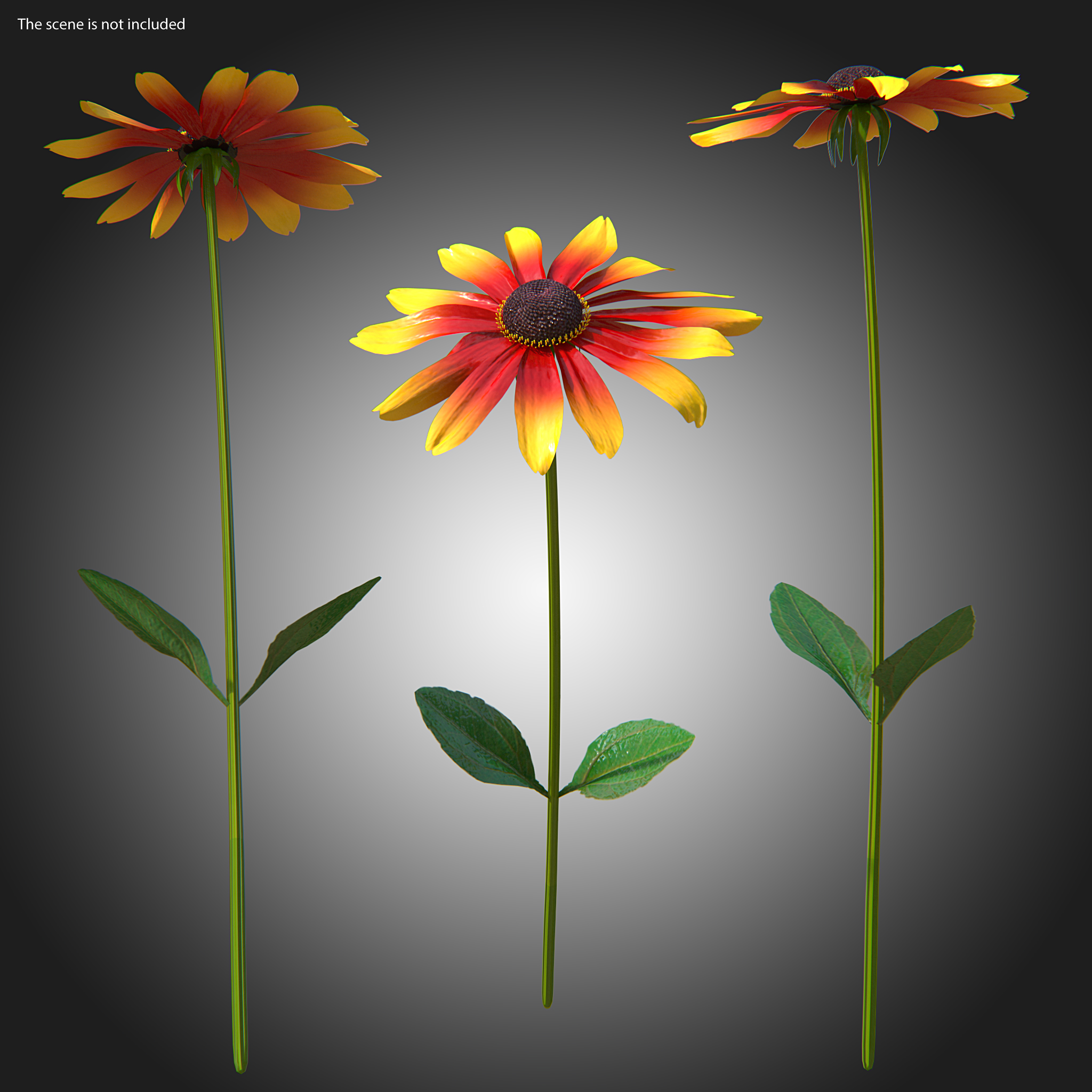 3D Black Eyed Susan Rudbeckia Hirta Flower Orange