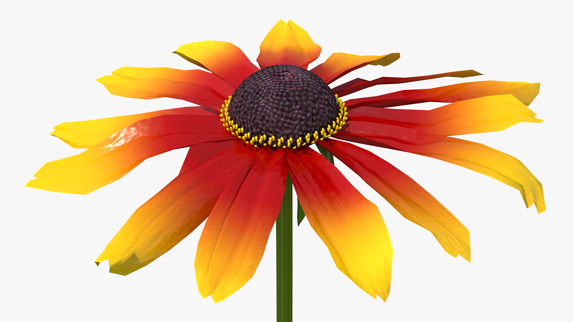 3D Black Eyed Susan Rudbeckia Hirta Flower Orange