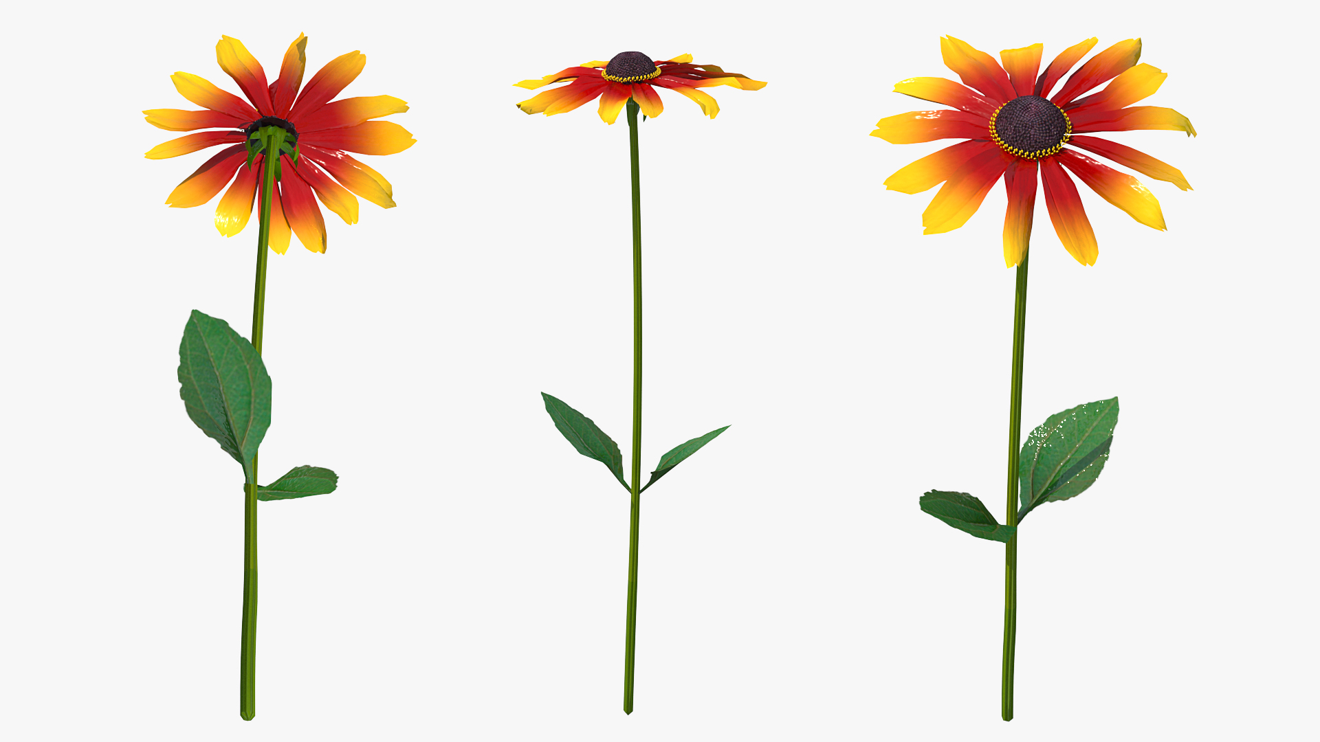 3D Black Eyed Susan Rudbeckia Hirta Flower Orange