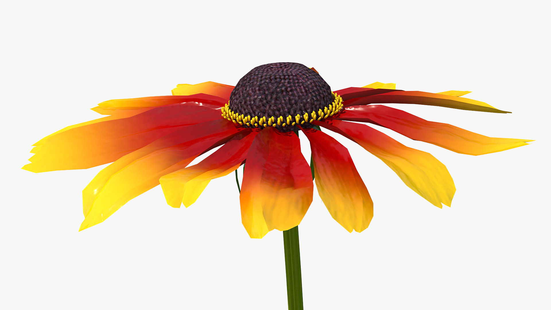 3D Black Eyed Susan Rudbeckia Hirta Flower Orange