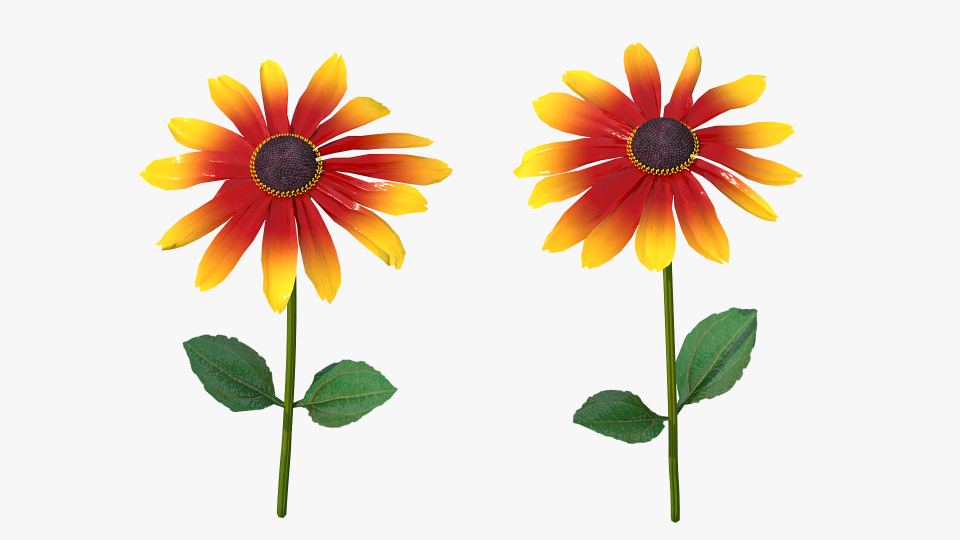 3D Black Eyed Susan Rudbeckia Hirta Flower Orange