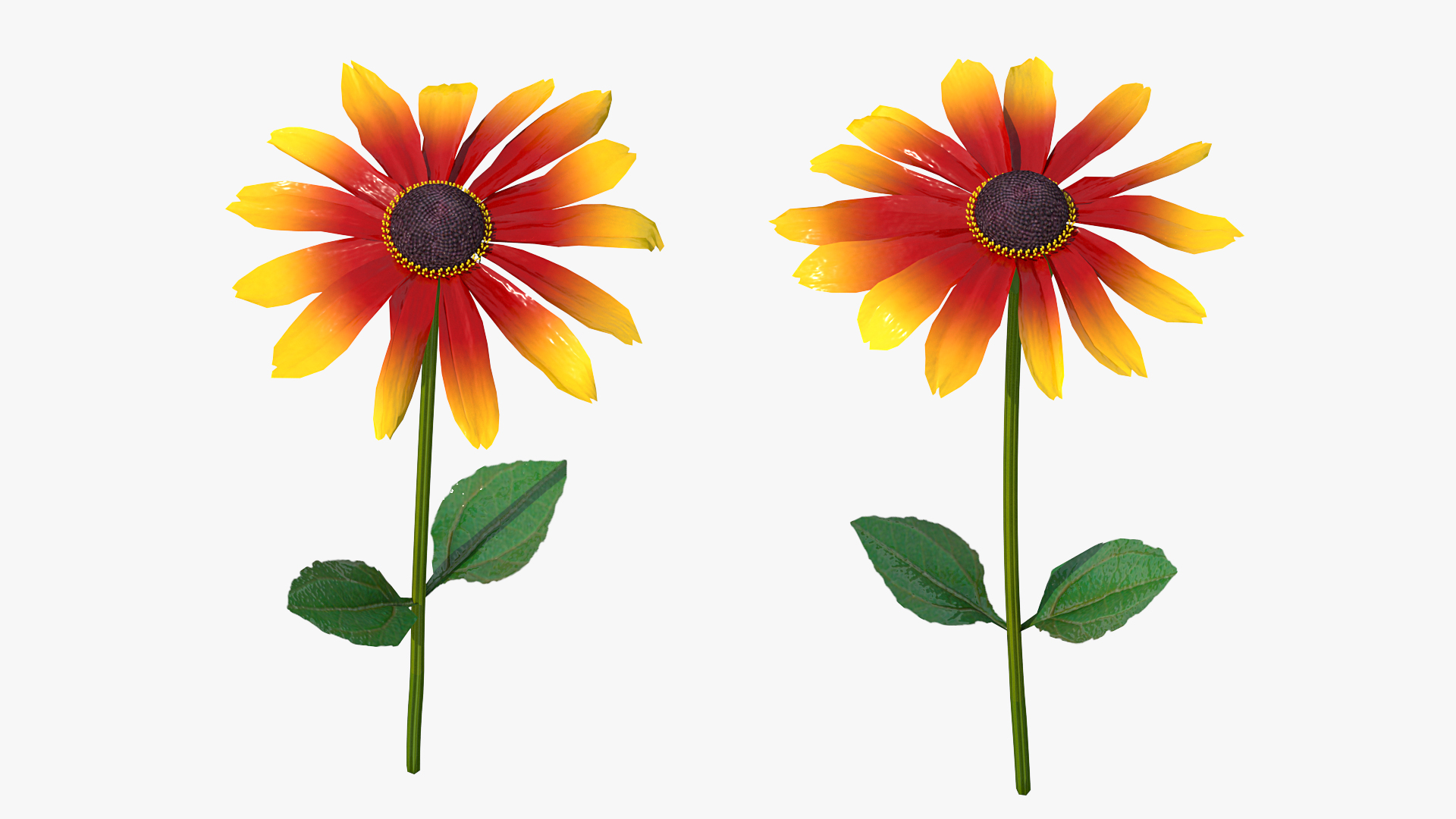 3D Black Eyed Susan Rudbeckia Hirta Flower Orange