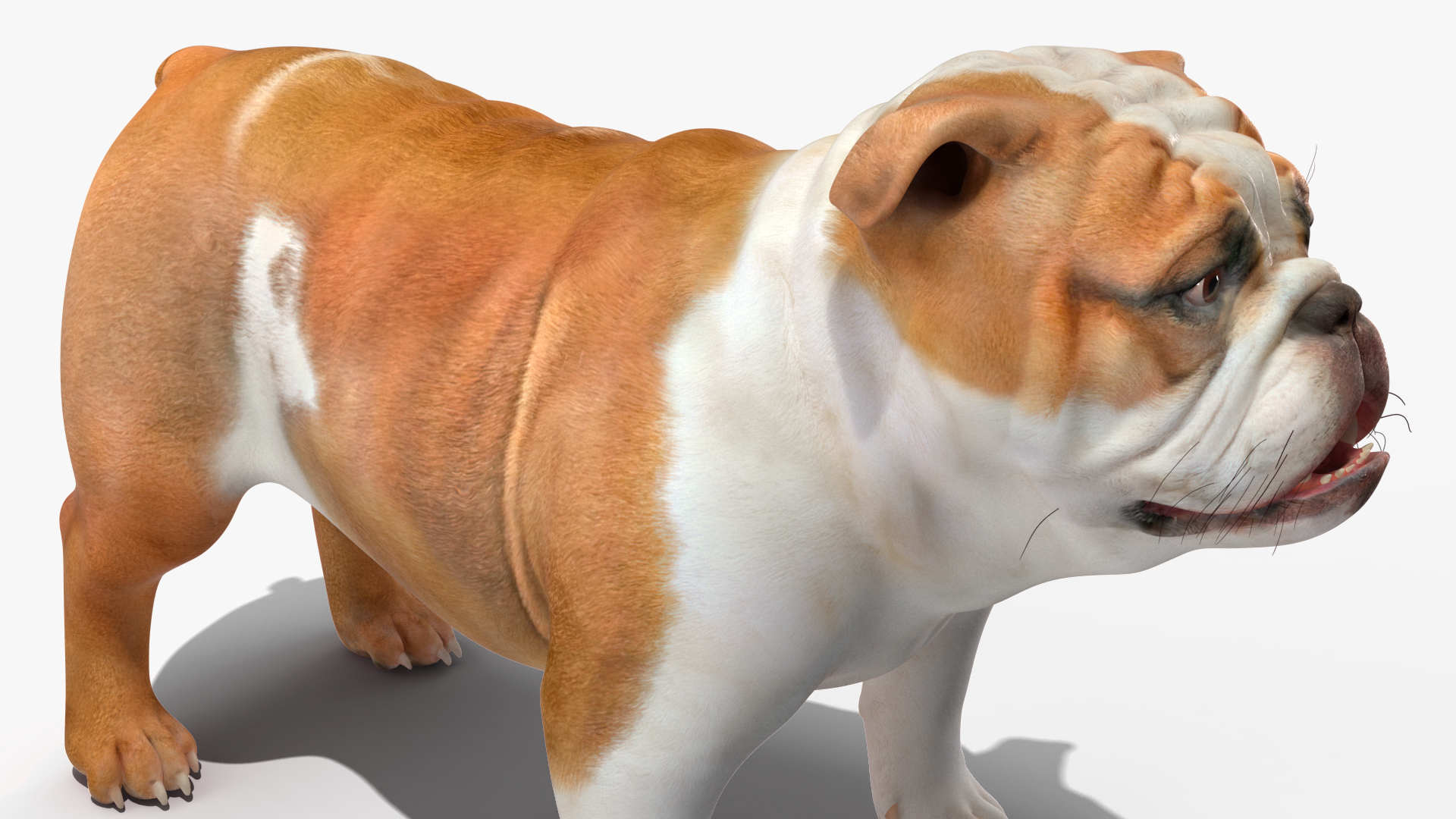 Bulldog 3D model