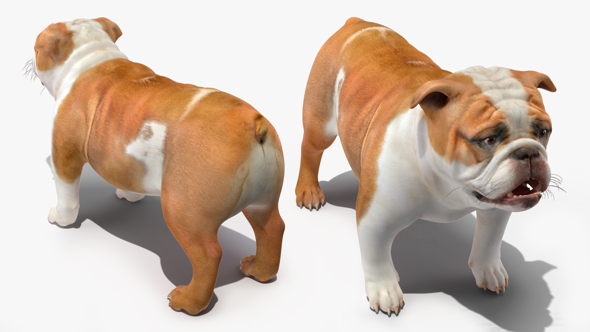 Bulldog 3D model