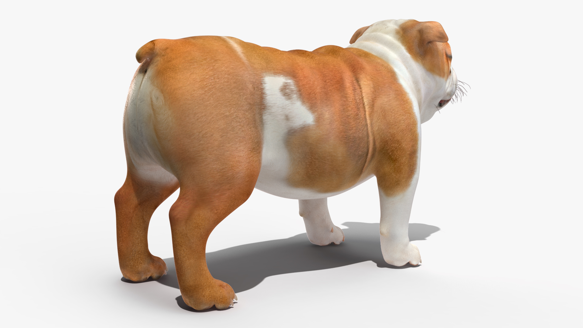 Bulldog 3D model