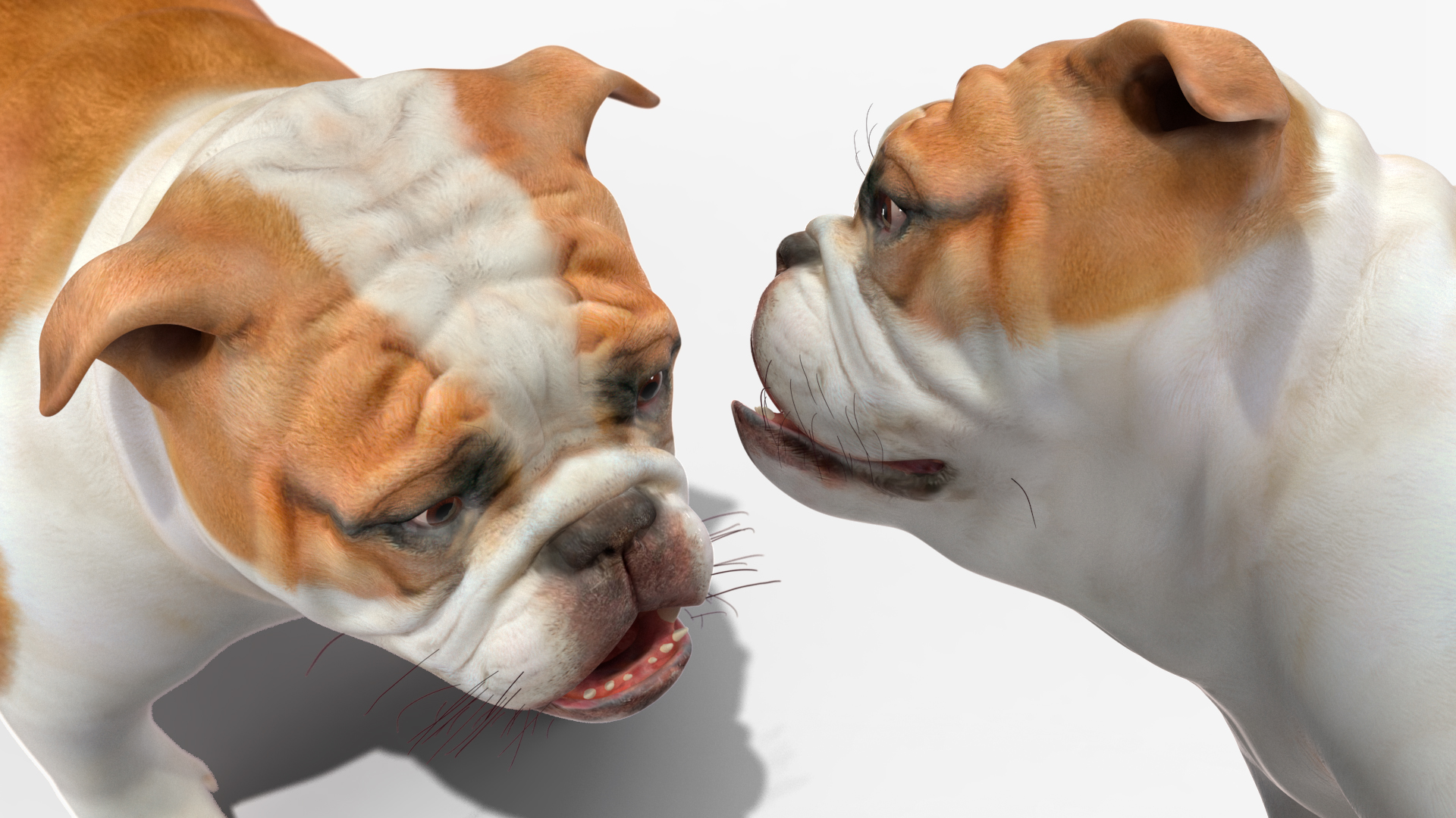 Bulldog 3D model