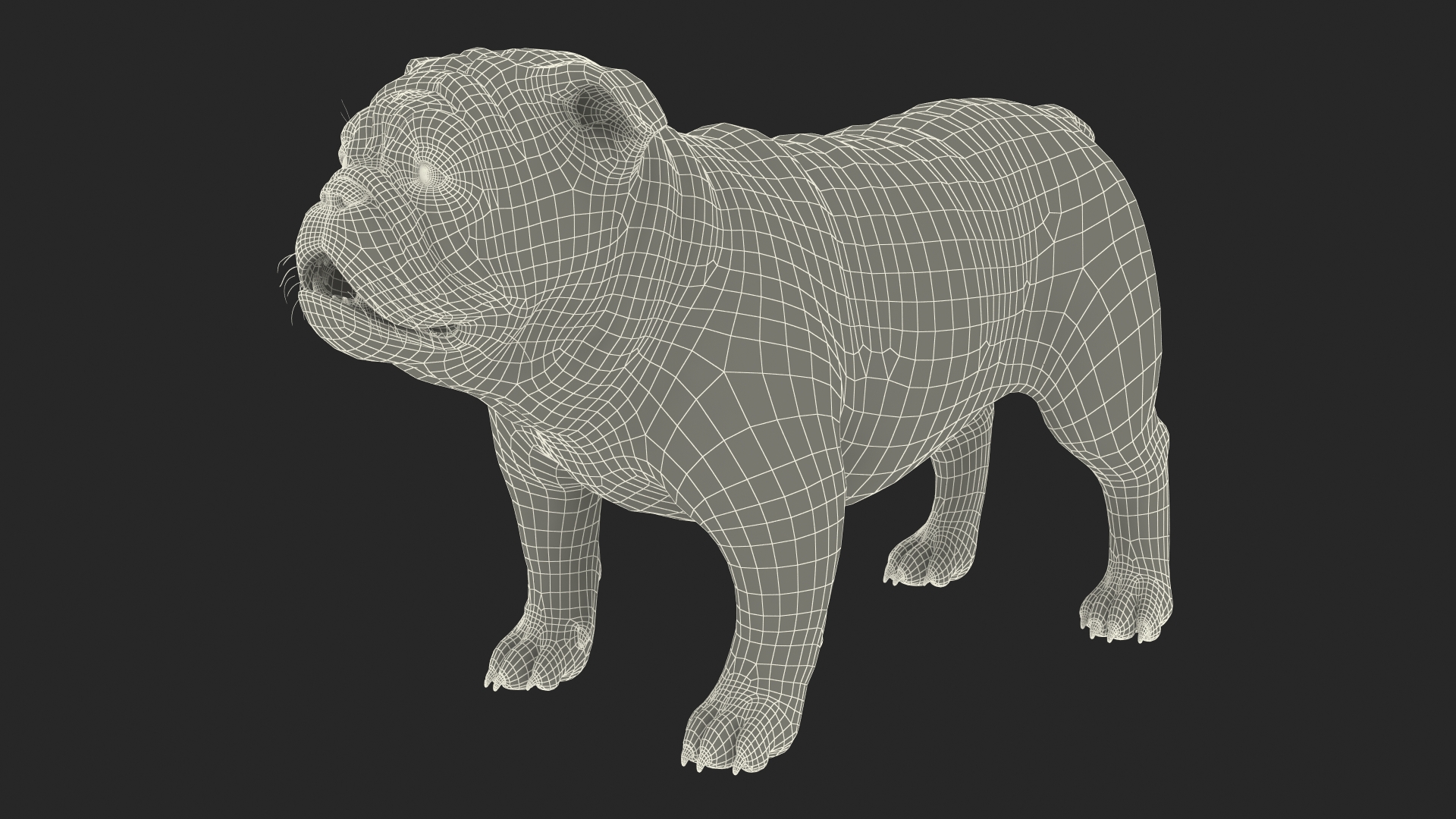 Bulldog 3D model