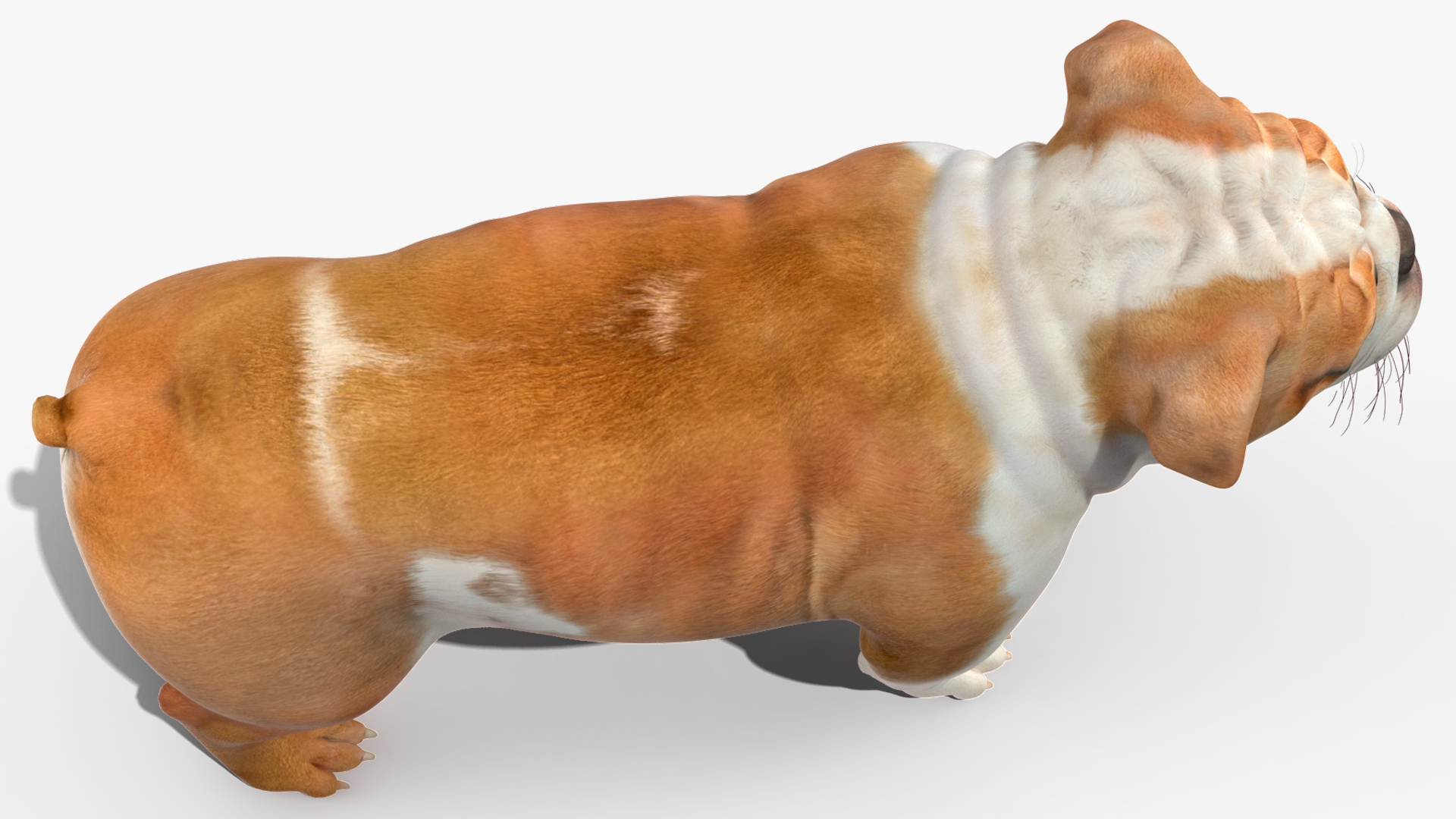 Bulldog 3D model