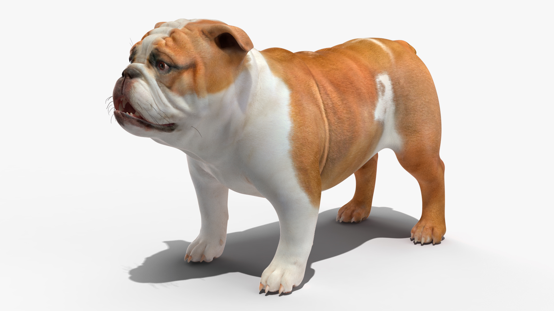 Bulldog 3D model