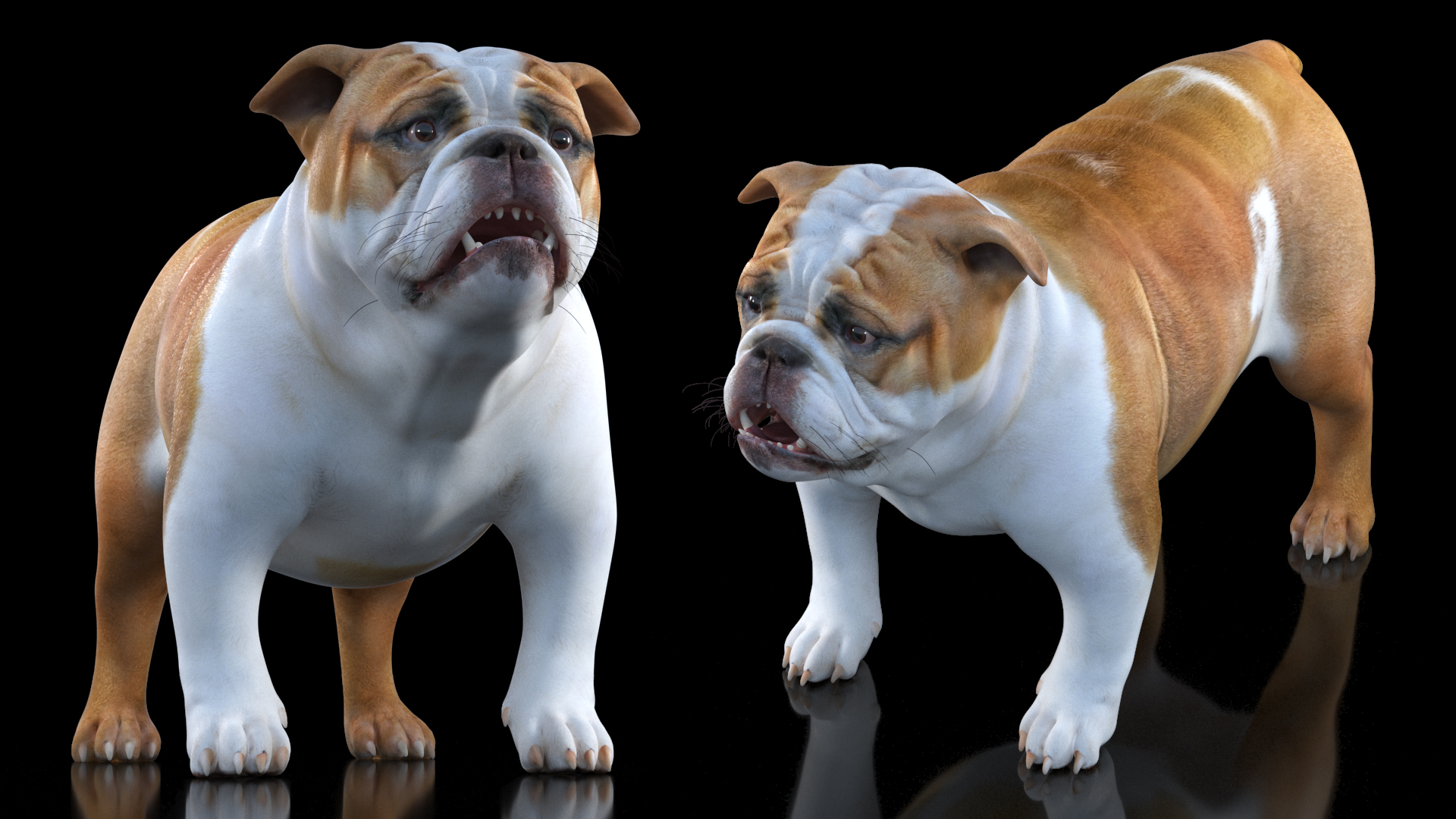 Bulldog 3D model