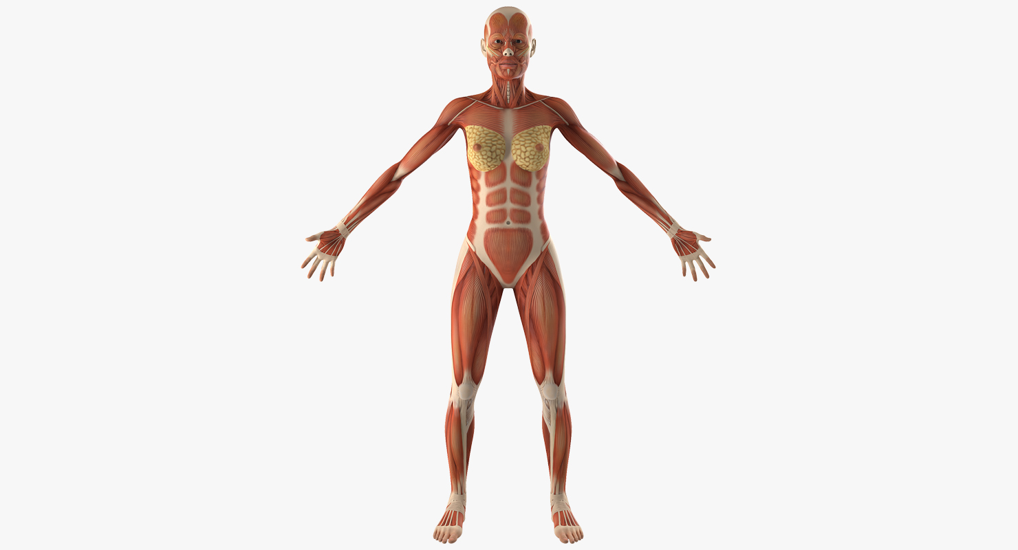 3D model Female Muscular System Anatomy