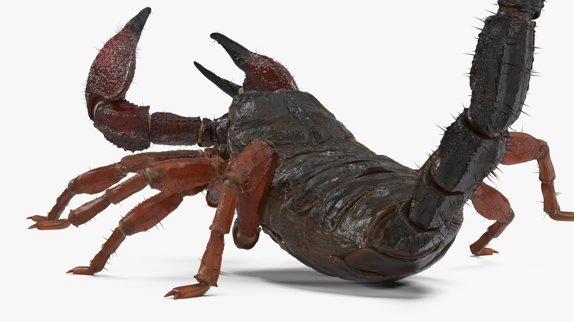 3D model Realistic Scorpion Rigged