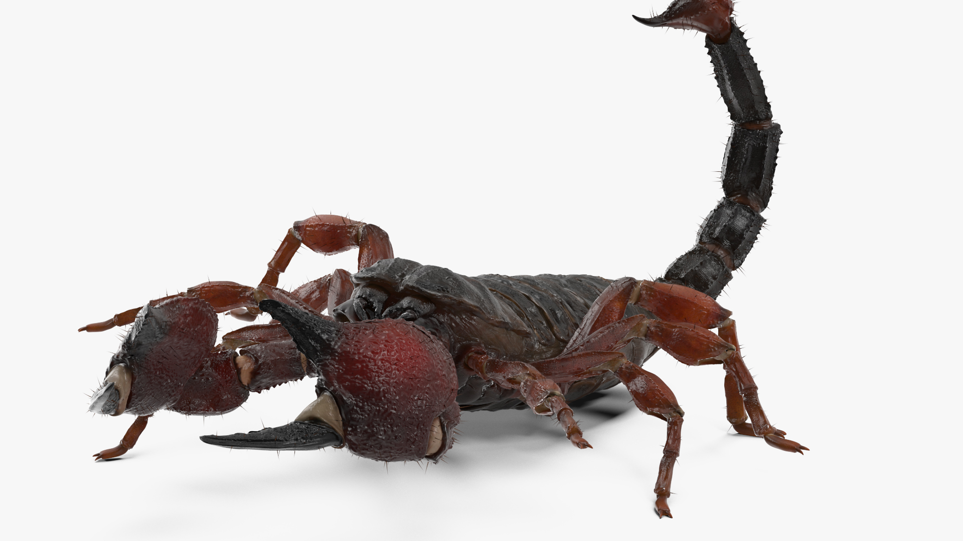 3D model Realistic Scorpion Rigged