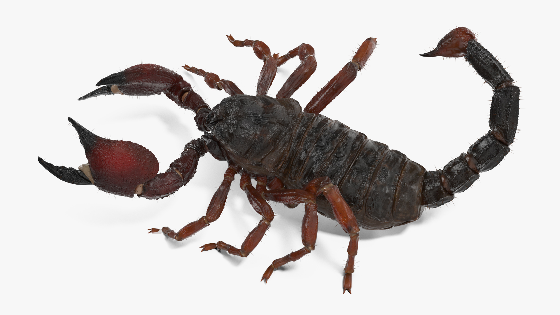 3D model Realistic Scorpion Rigged